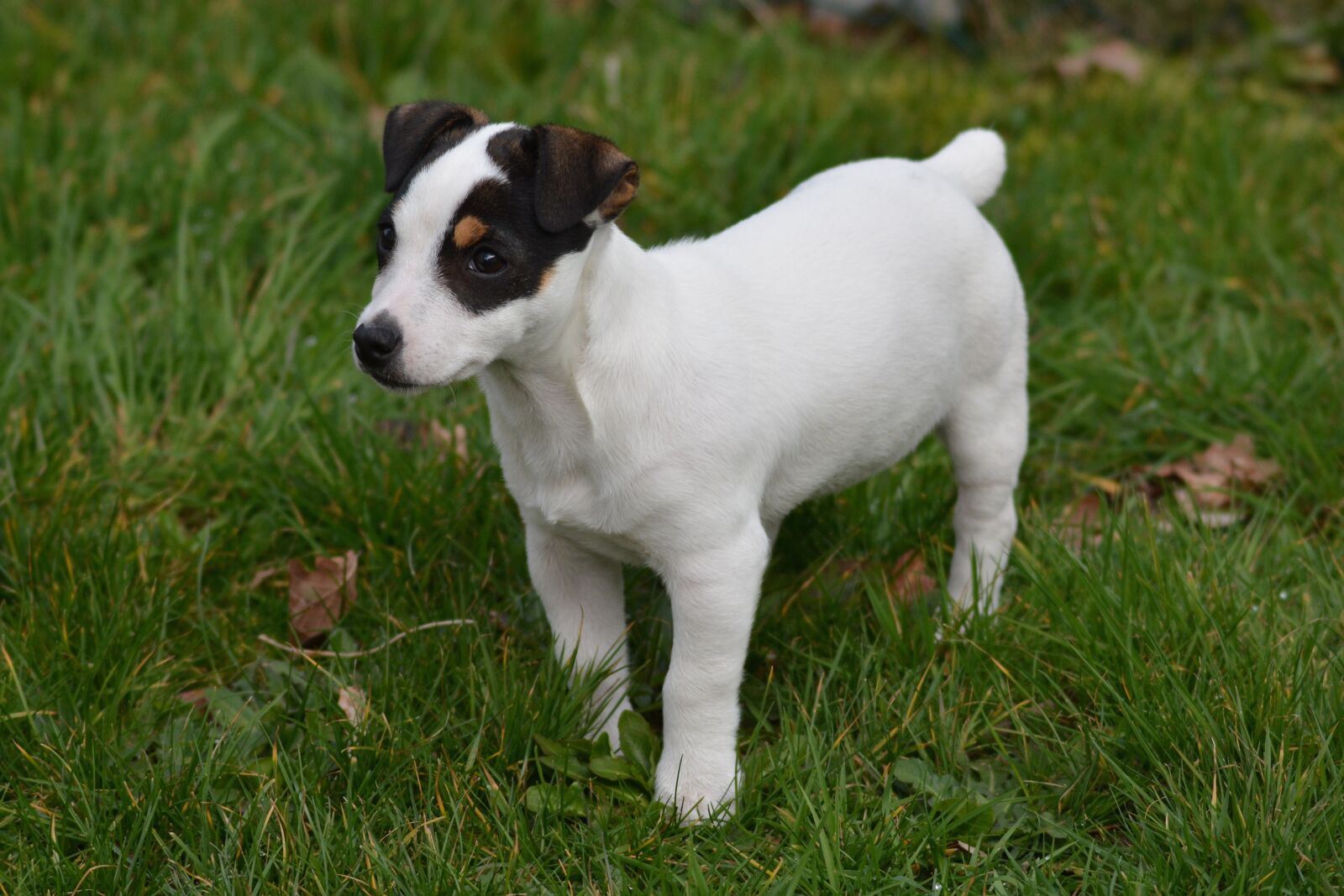 Nikon D7100 sample photo. Jack russel, puppy, baby photography