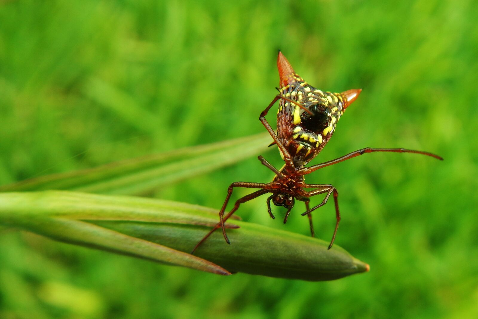 Nikon Coolpix AW110 sample photo. Micrathena sagittata, spider arrowhead photography