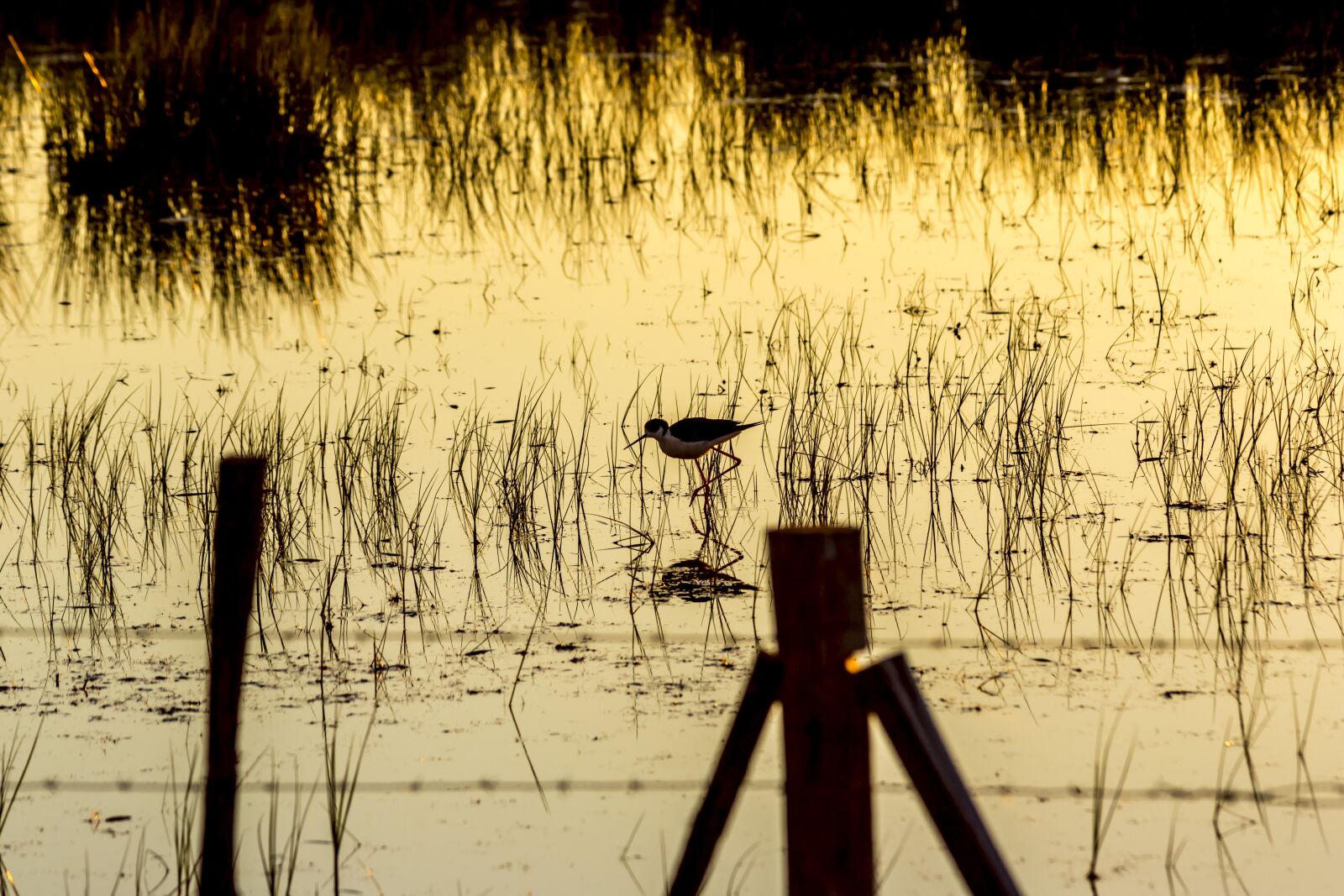 Canon EOS 5D Mark III + Canon EF 300mm F4L IS USM sample photo. Bird, nature, lake photography