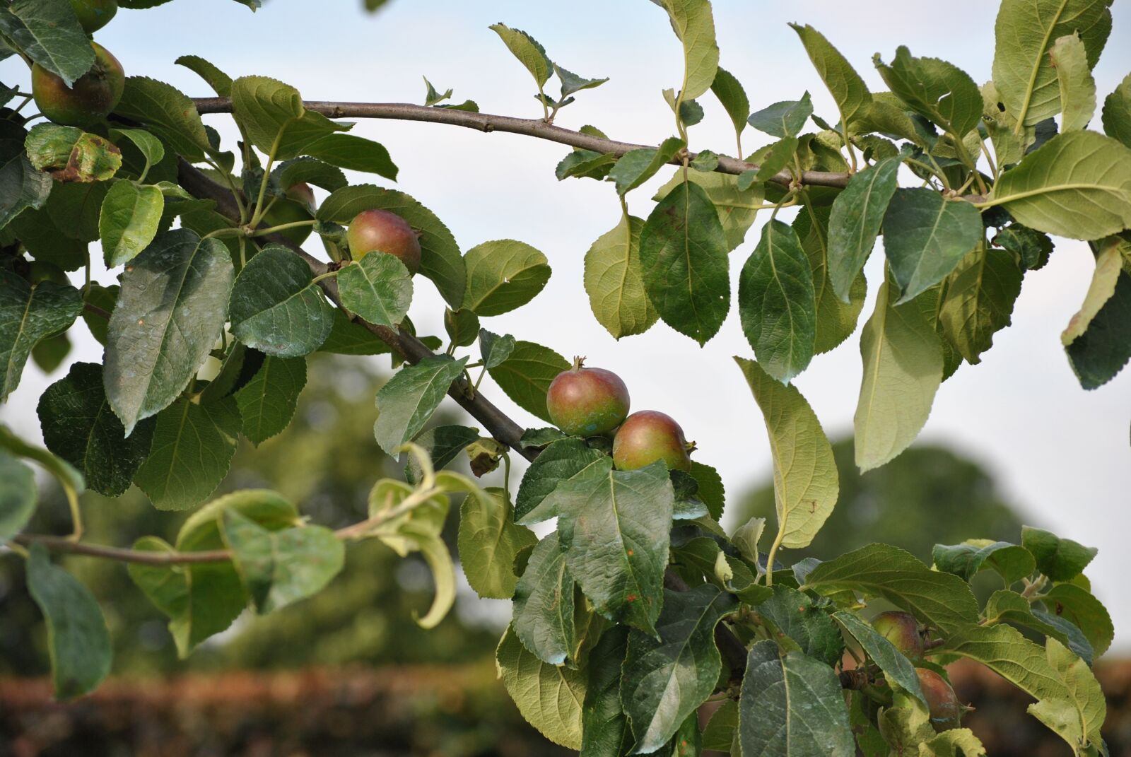 Nikon D3000 sample photo. Leaf, fruit, tree photography