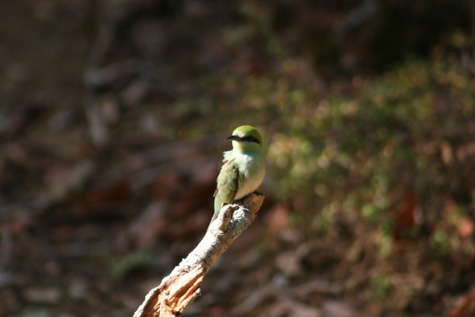 Canon EOS 20D sample photo. Beeeater photography