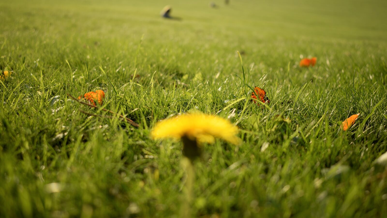 Nikon D3300 sample photo. Autumn, autumn, colours, autumn photography