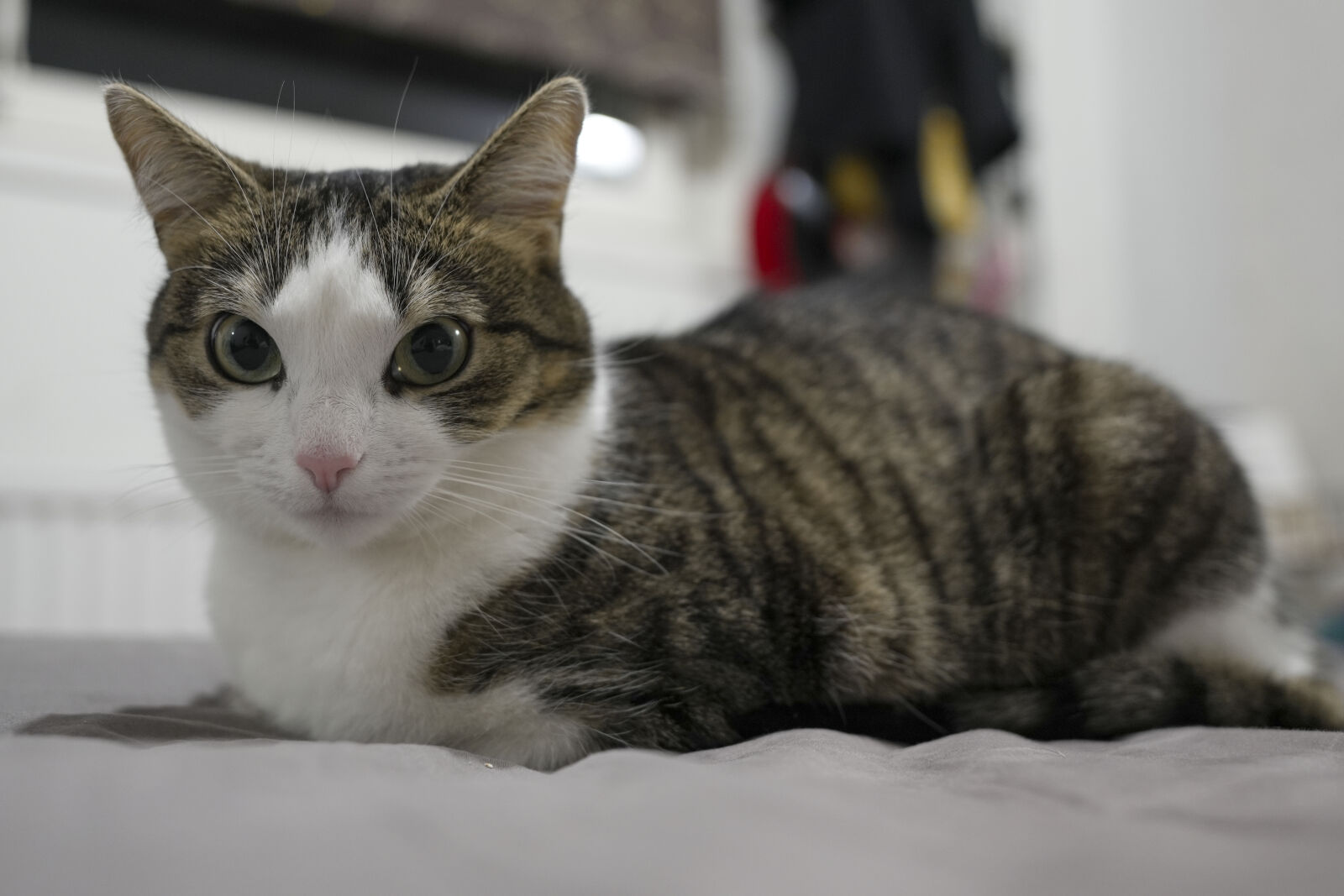 Sony FE 20mm F1.8G sample photo. Curious cat photography