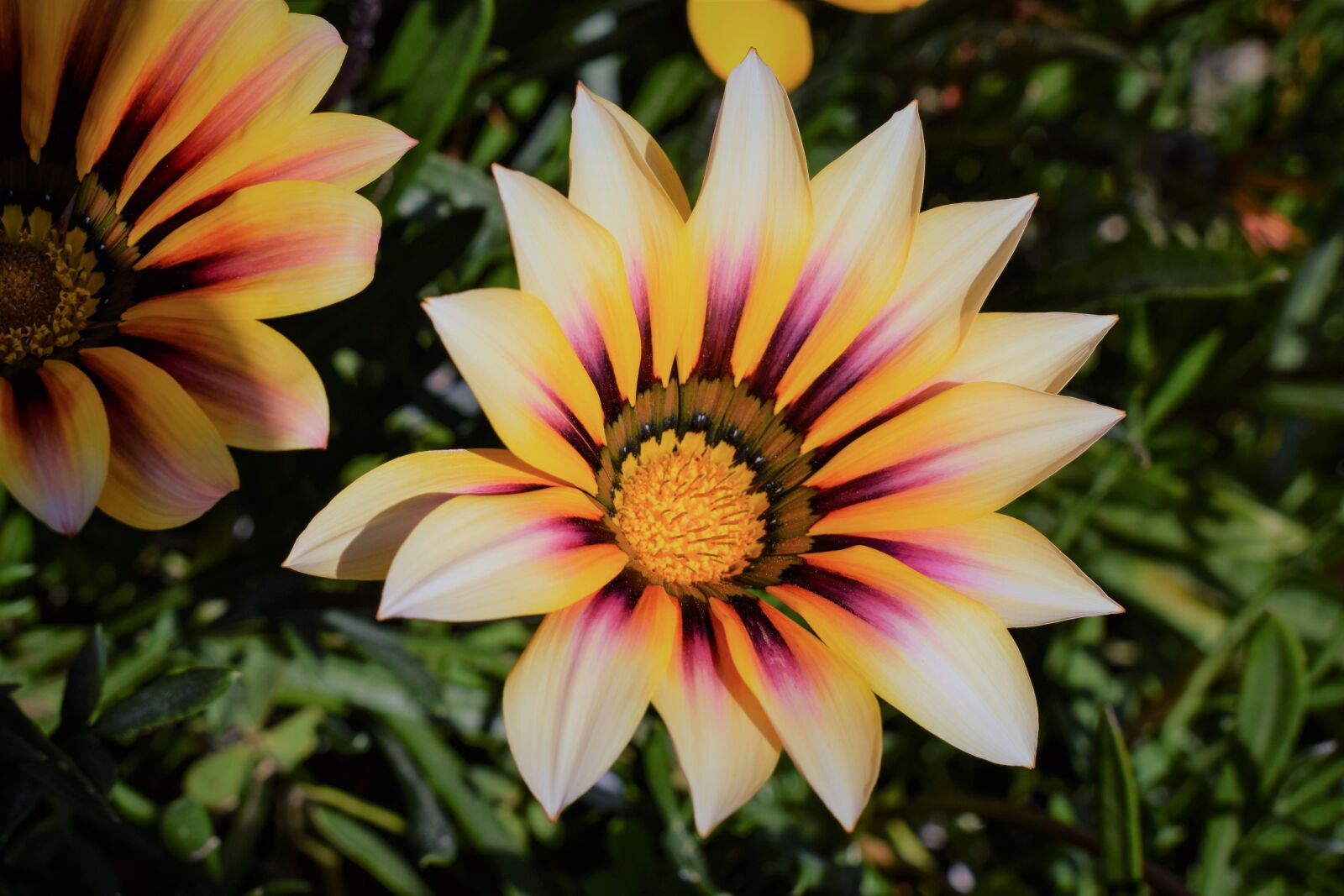 Nikon D3300 sample photo. Gazania, flower, colorful photography