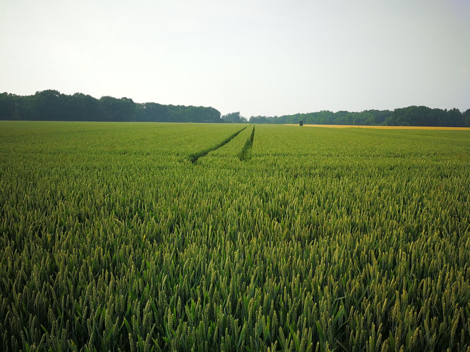 HUAWEI Mate 9 sample photo. Wheat, field, agriculture photography