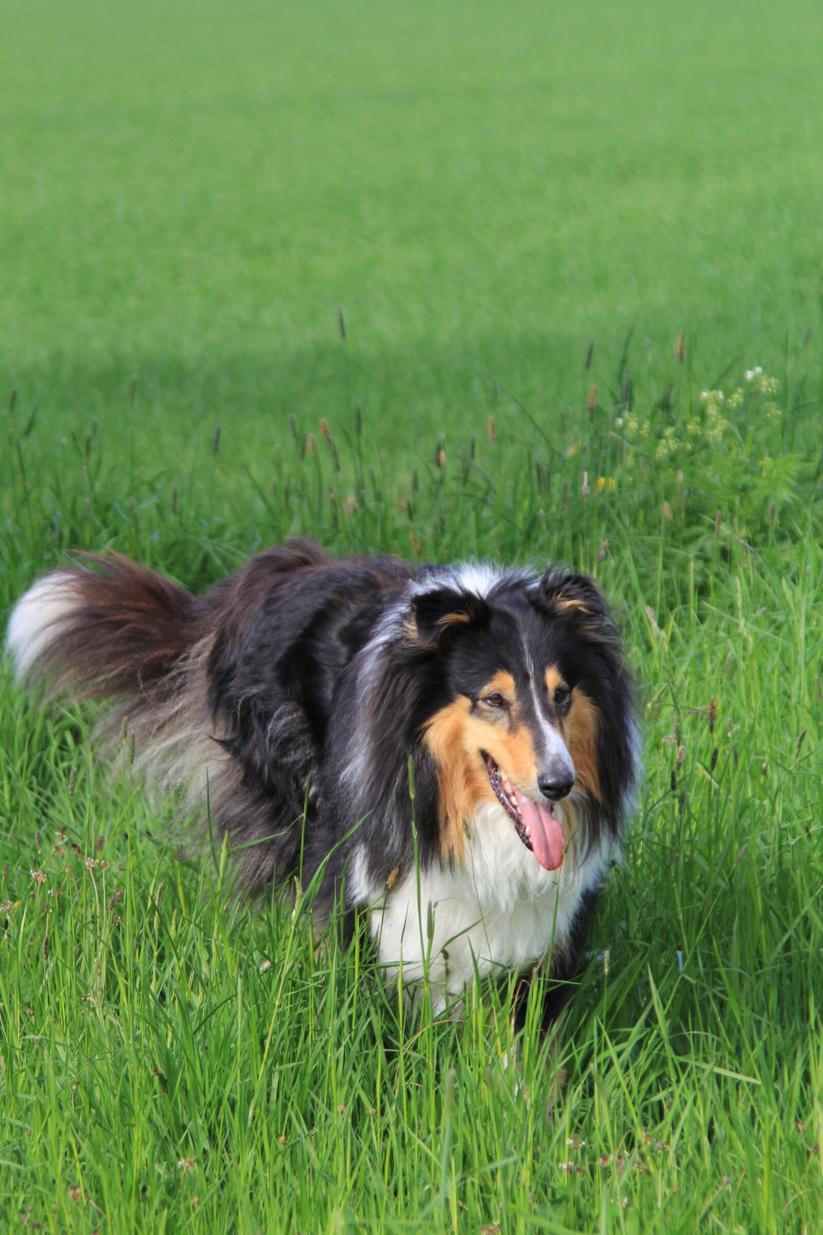 Canon EOS 60D sample photo. Dog, colli, pet photography