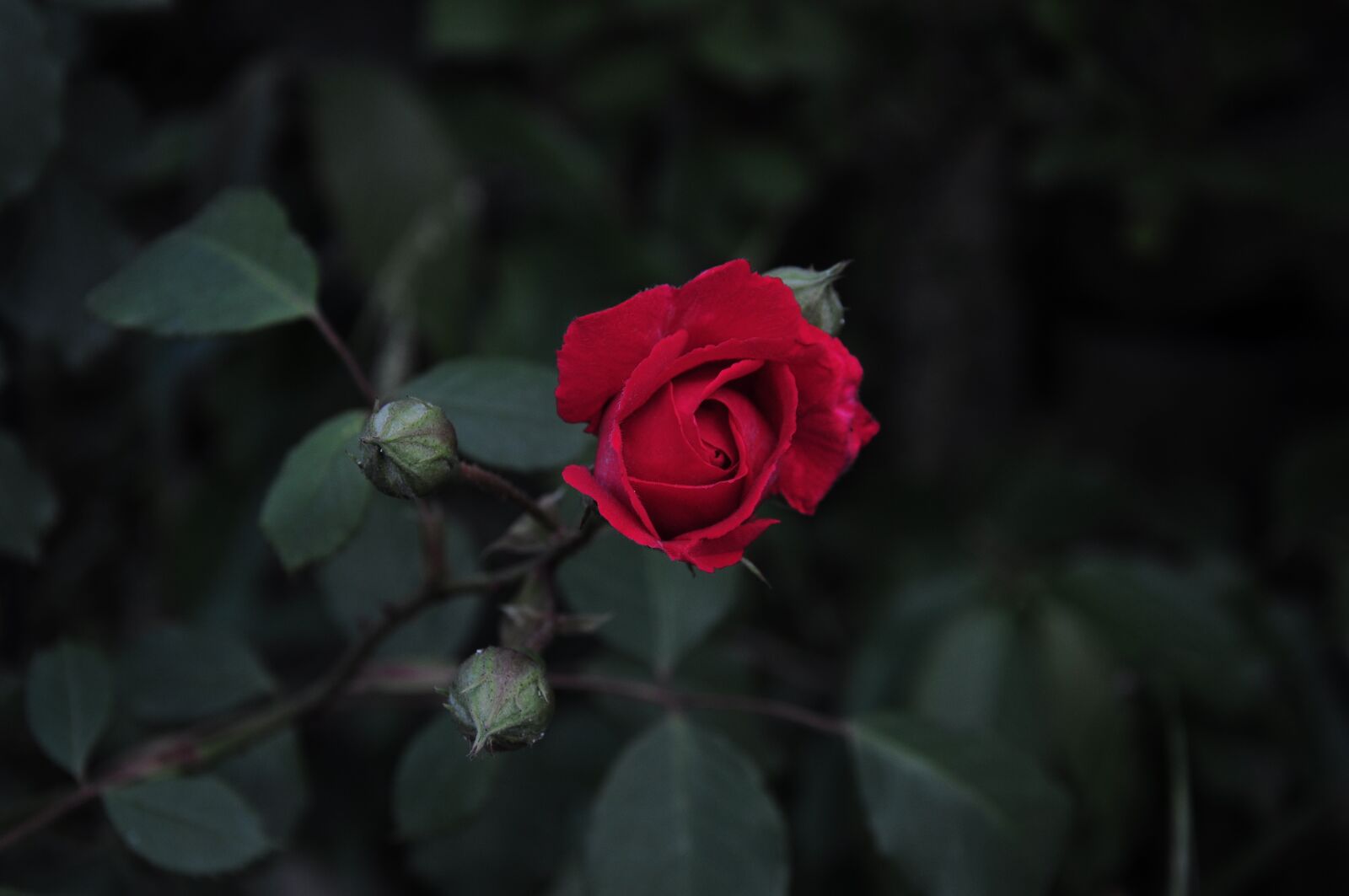 Nikon D90 sample photo. Rose, rose pictures, rose photography
