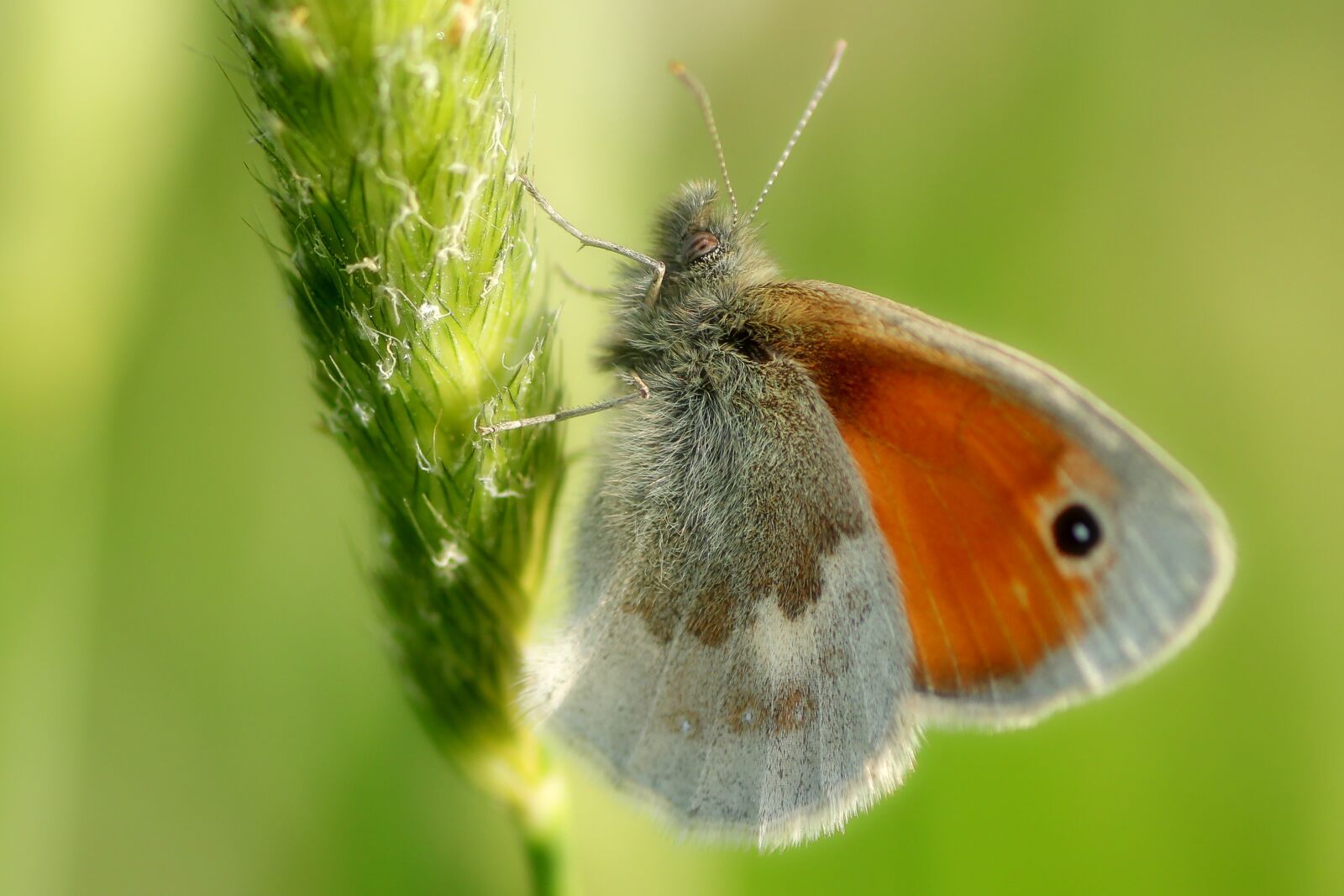 Tamron SP 90mm F2.8 Di VC USD 1:1 Macro sample photo. Butterfly, woesenvögelchen, orange photography
