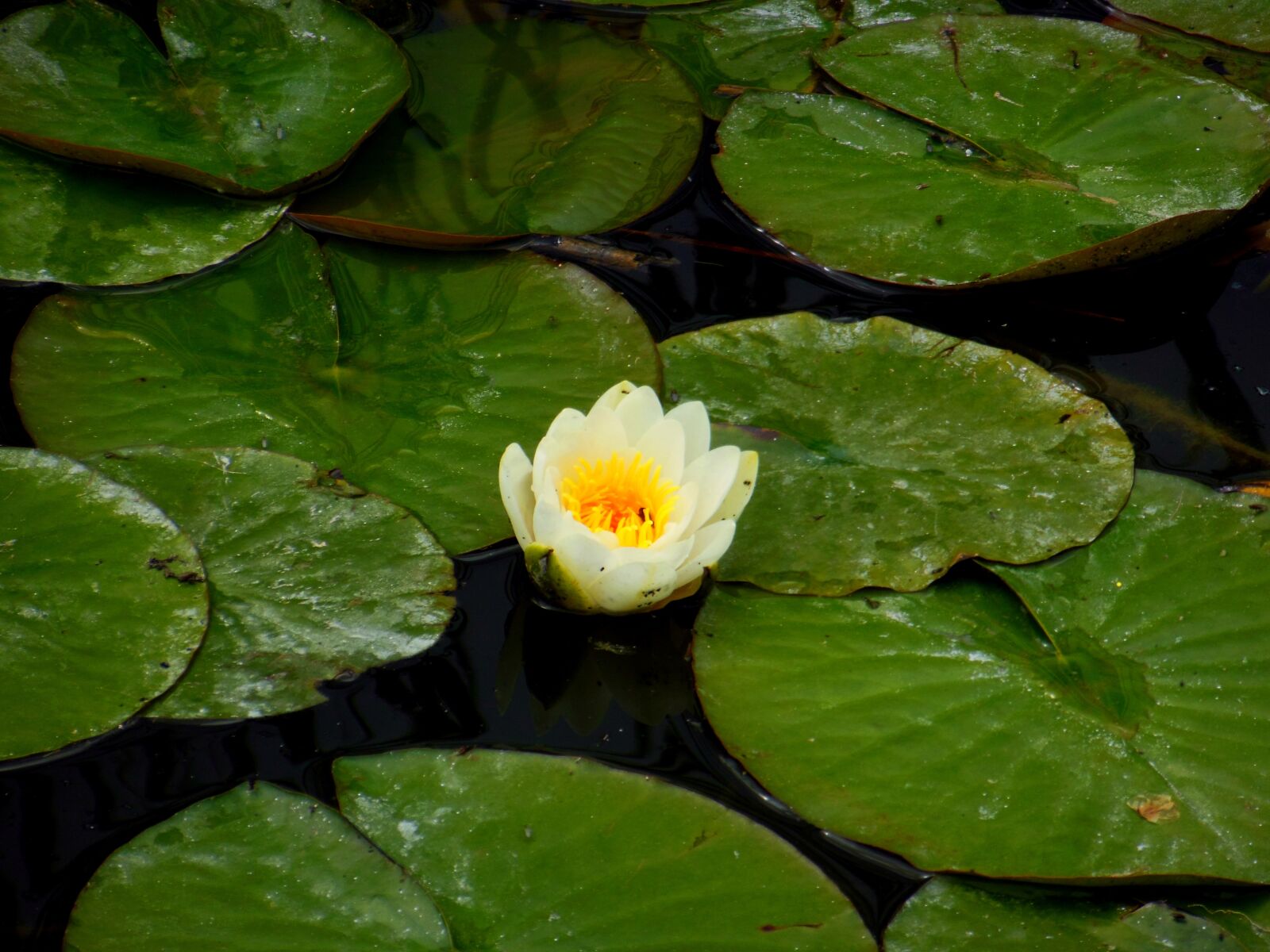 Nikon Coolpix S9300 sample photo. Water lily, lake, water photography