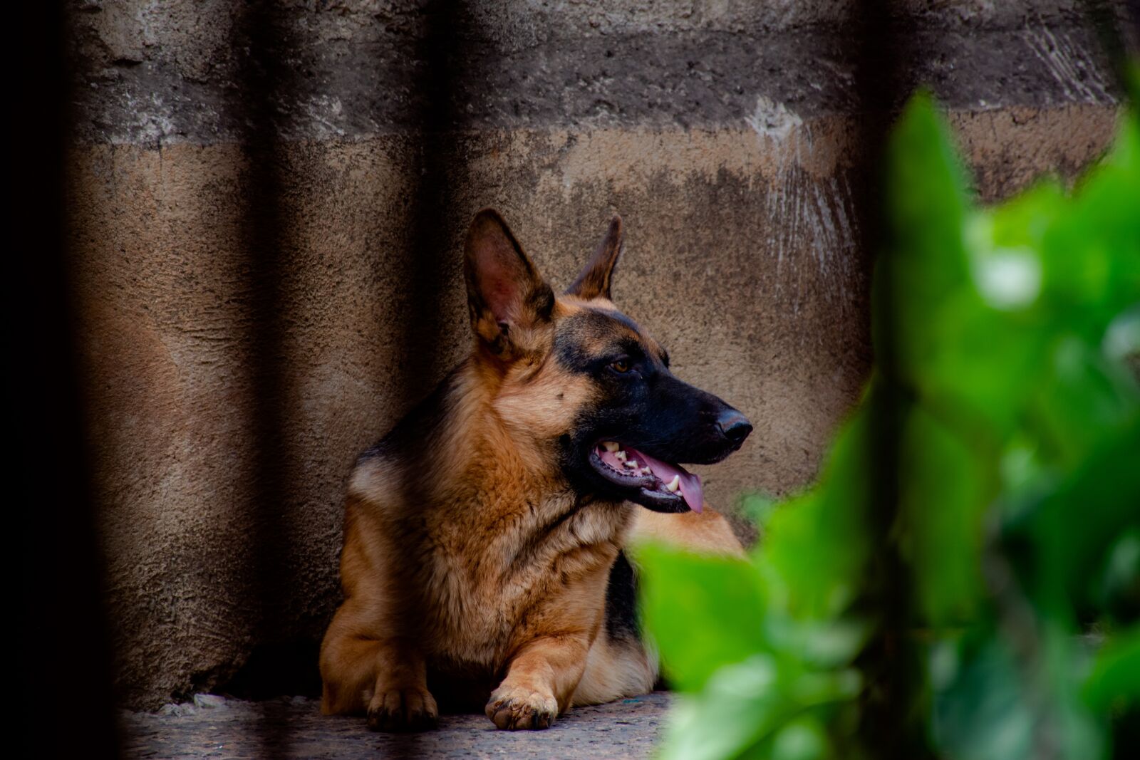 Nikon D7100 sample photo. Dog, friend, pet photography