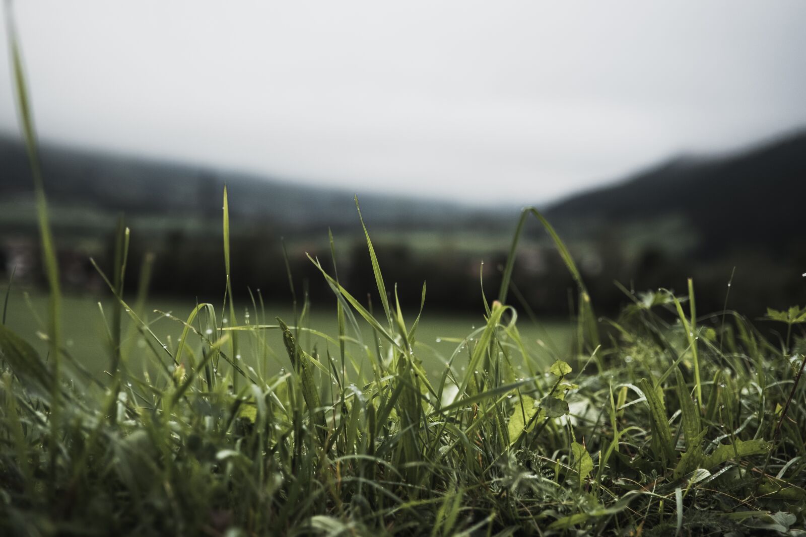 ZEISS Touit 32mm F1.8 sample photo. Grass, landscape, bokeh photography