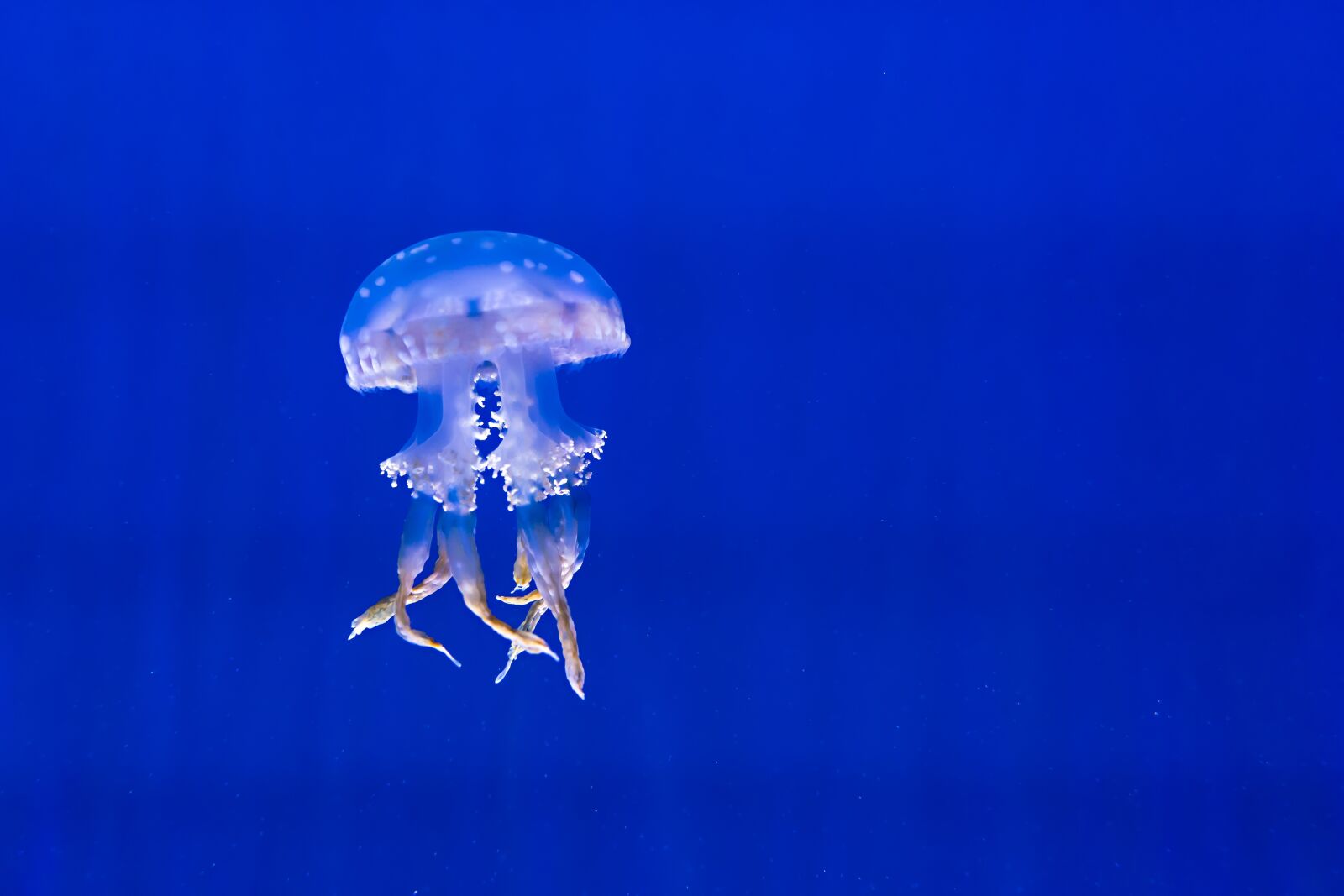Sony a7 II + Sony FE 28-70mm F3.5-5.6 OSS sample photo. Aquarium, blue, exotic photography