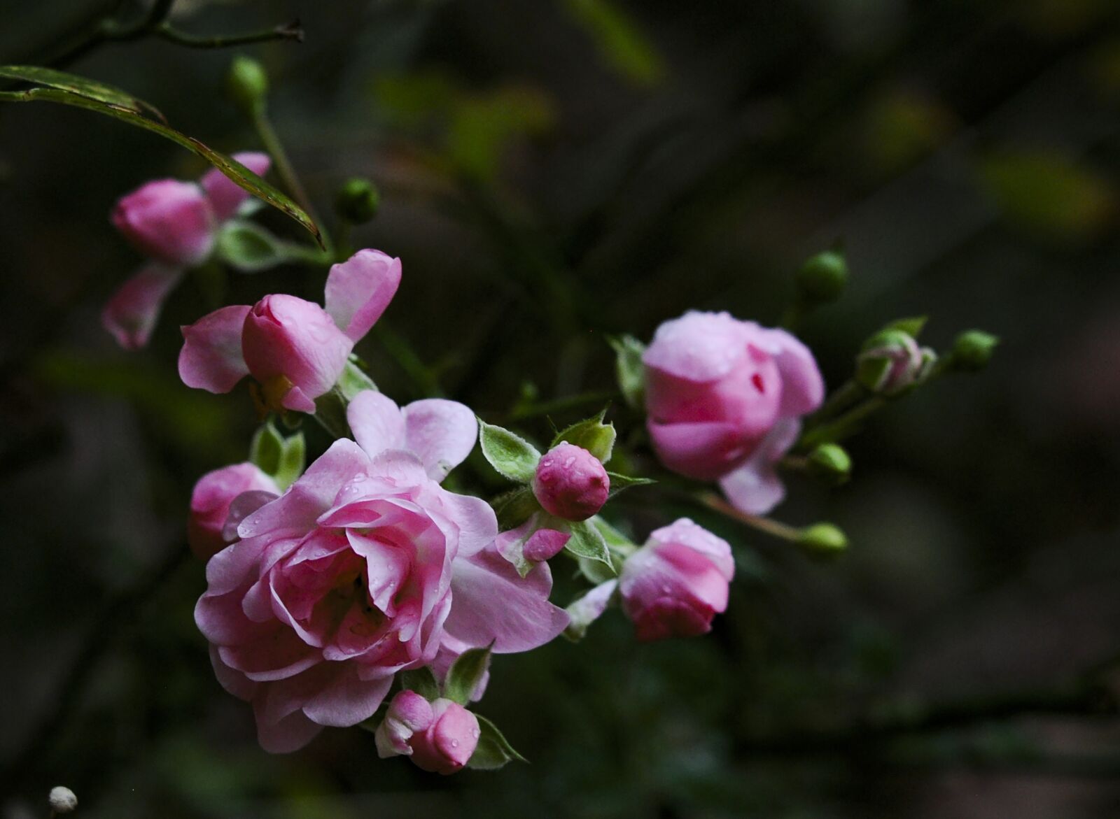 Nikon D90 sample photo. Flower, nature, flora photography