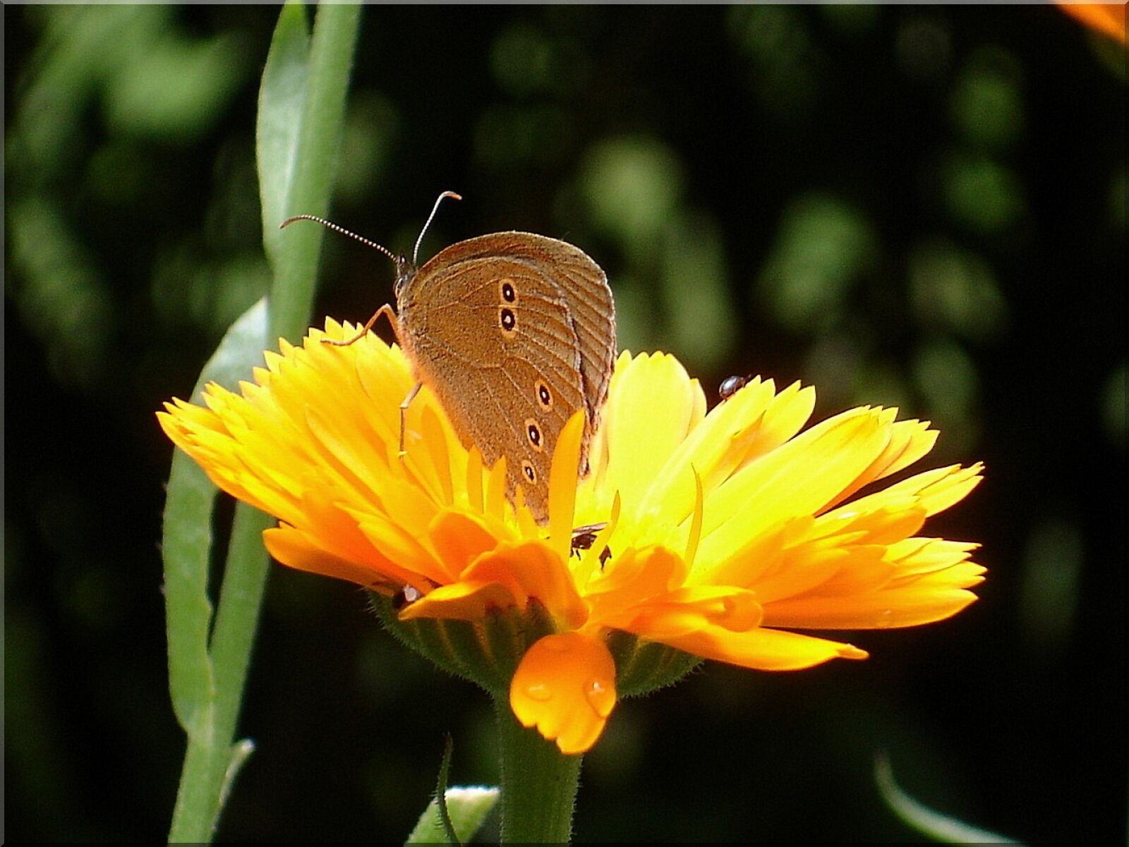 Sony DSC-P200 sample photo. Marigold, summer, butterfly photography