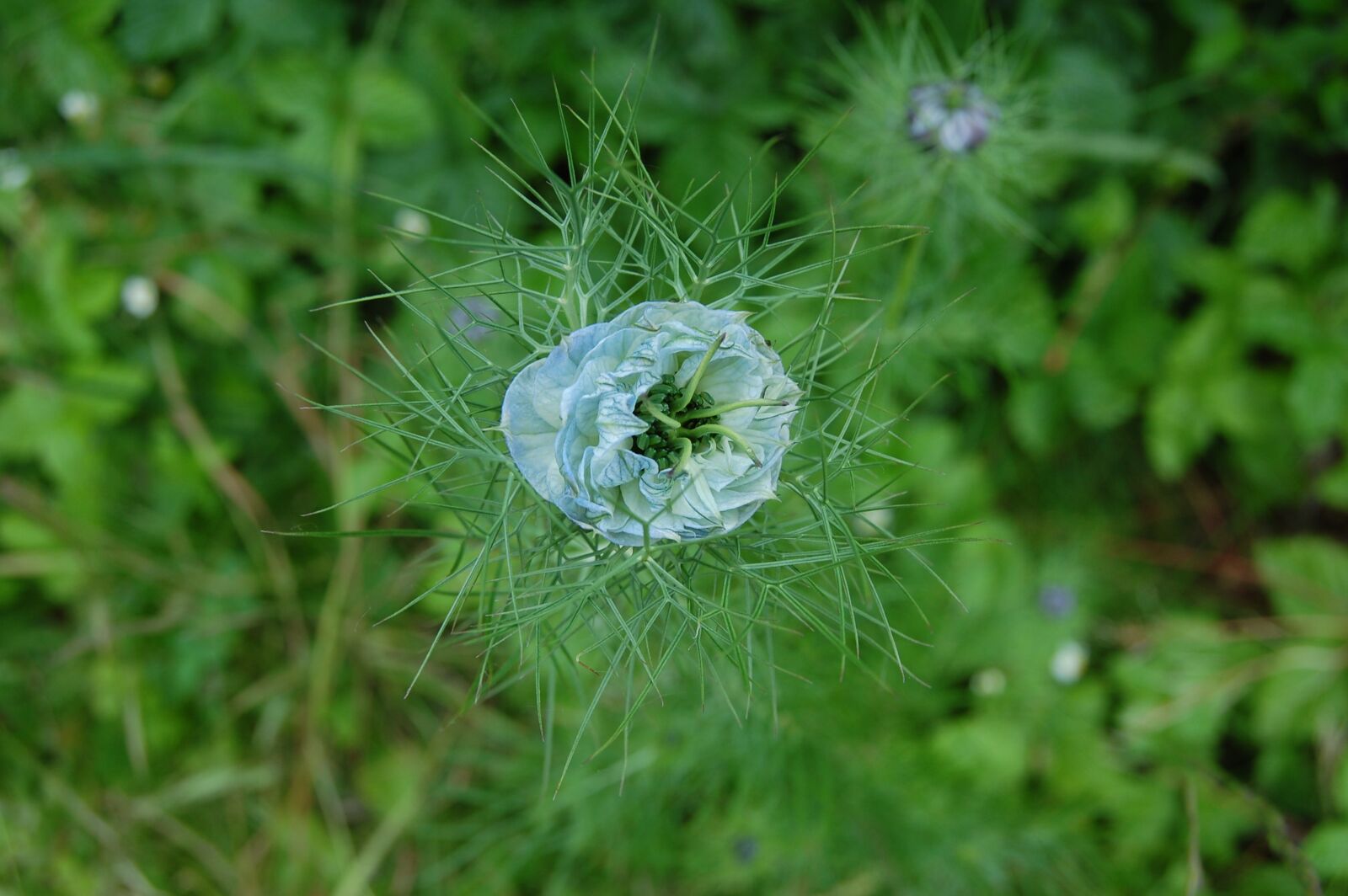 Nikon D40 sample photo. Flower, bud, hatching photography