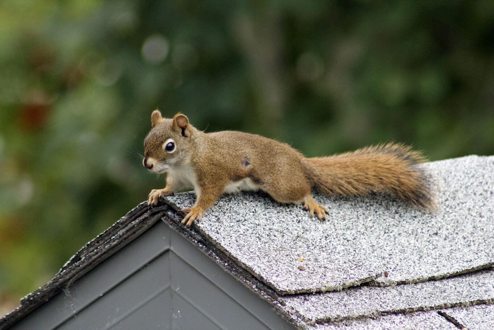 Canon EOS 550D (EOS Rebel T2i / EOS Kiss X4) sample photo. Squirrel, nature, small photography