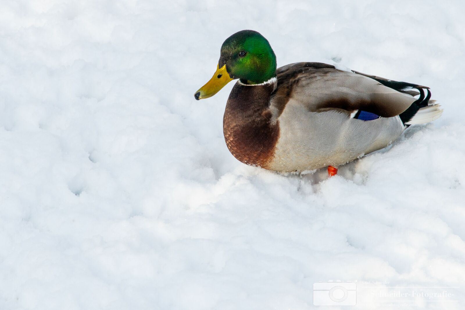 Nikon D850 sample photo. Winter in berlin- rudow photography