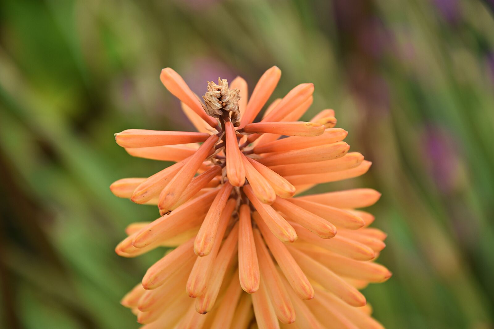 Nikon D3400 sample photo. Nature, plant, flower photography