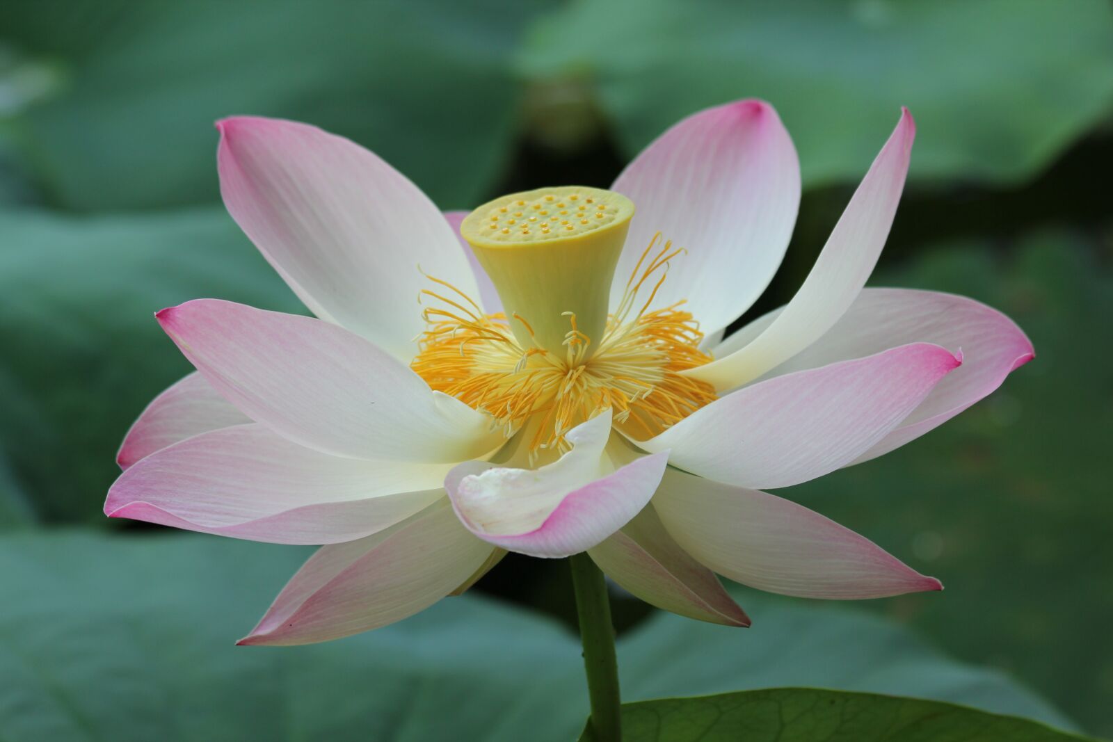Canon EOS 550D (EOS Rebel T2i / EOS Kiss X4) sample photo. Lily, nude, flower photography