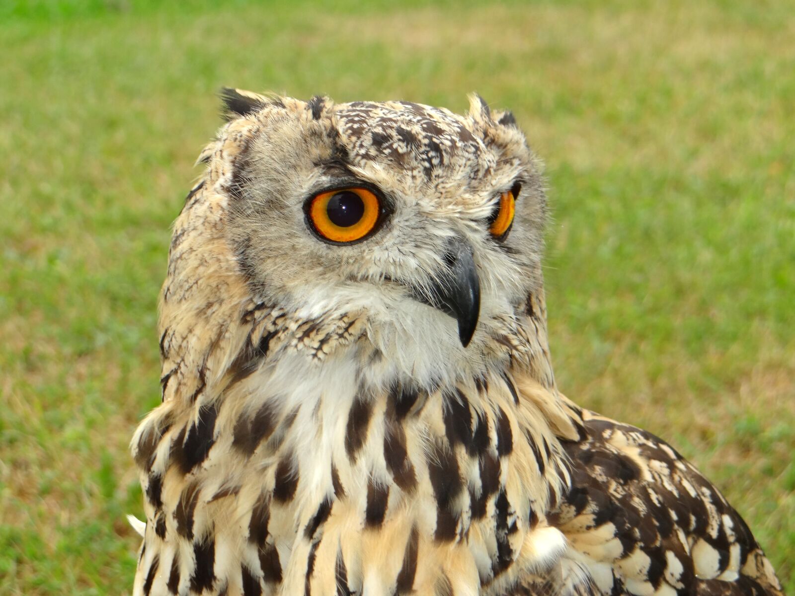 Sony DSC-HX200V sample photo. Sowa, bird, pharaoh eagle photography