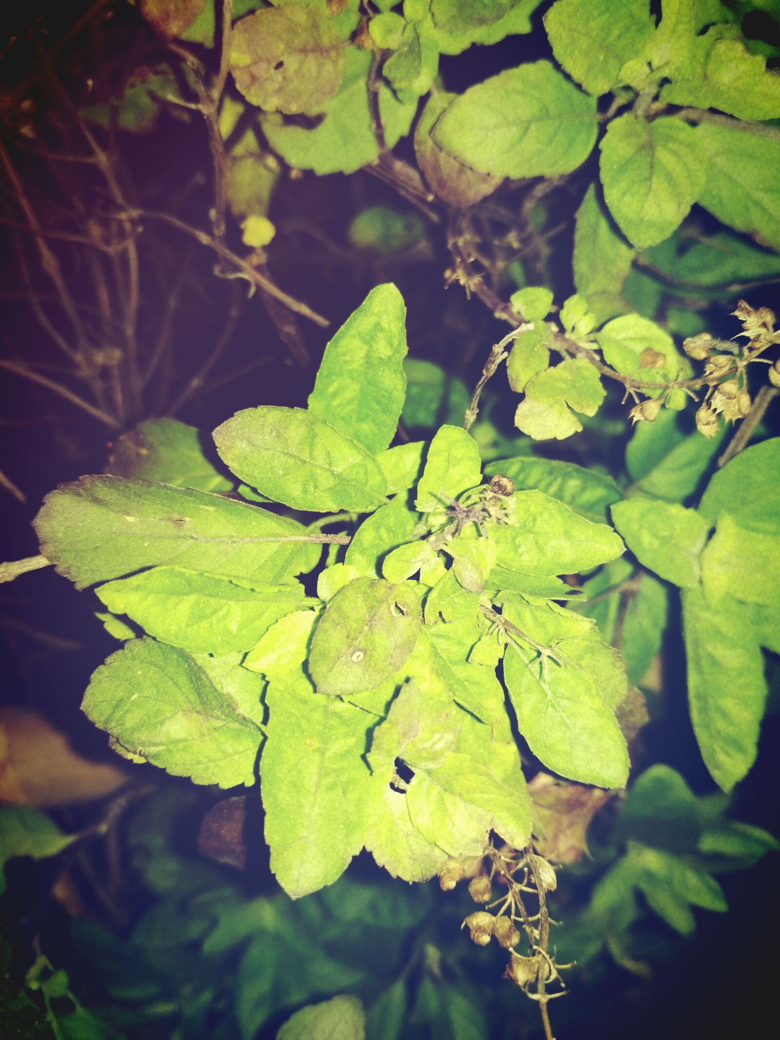 Xiaomi Redmi 4X sample photo