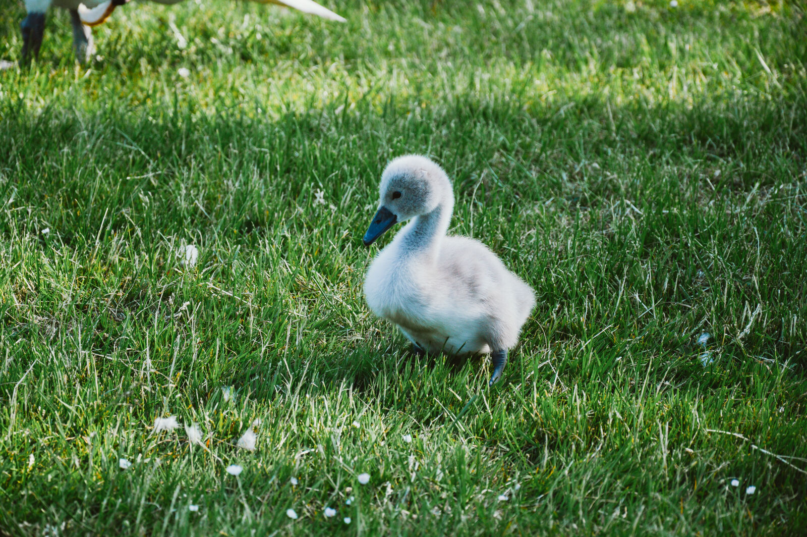 Nikon D3200 sample photo. Duck, grass, bird, animal photography