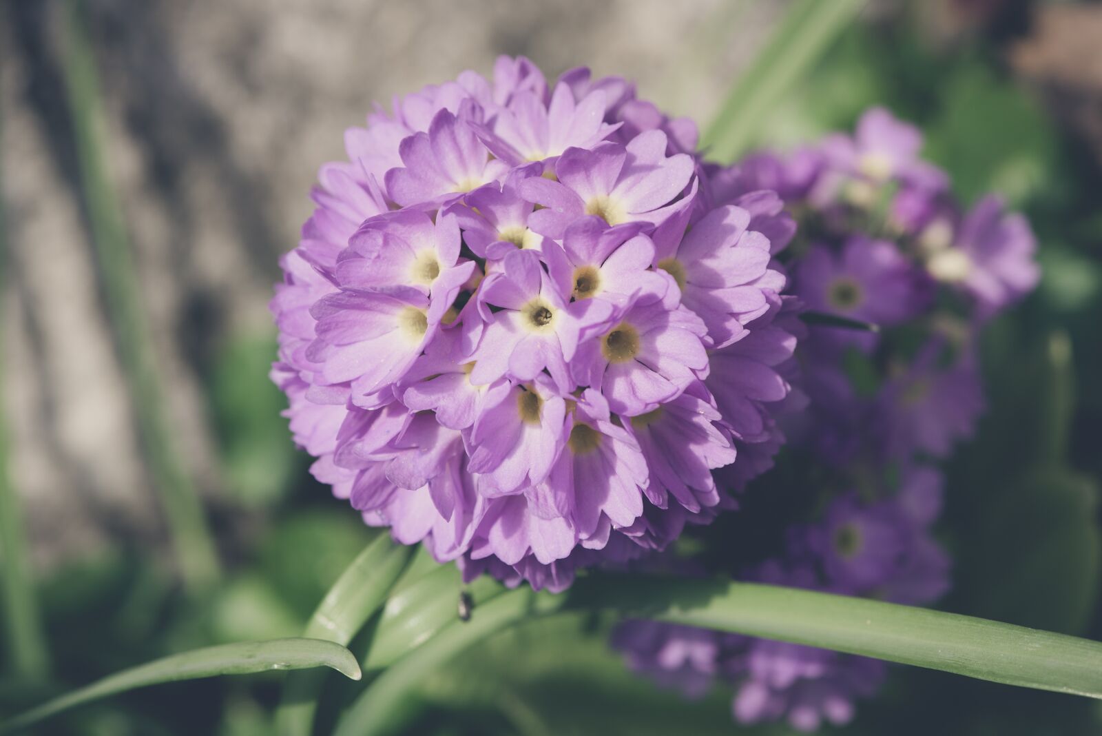 Nikon D750 sample photo. Drumstick, flower, blossom photography