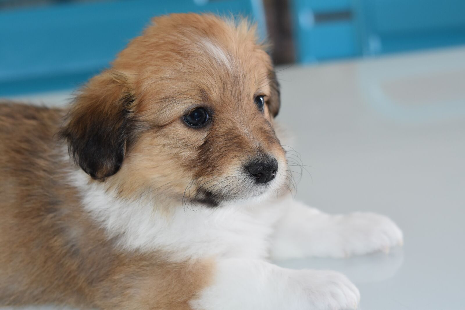 Nikon D5600 sample photo. Puppy, pup, dog photography