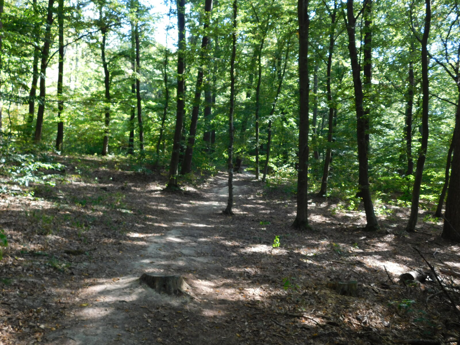 Nikon Coolpix L840 sample photo. Abandoned, blue, brown, forest photography