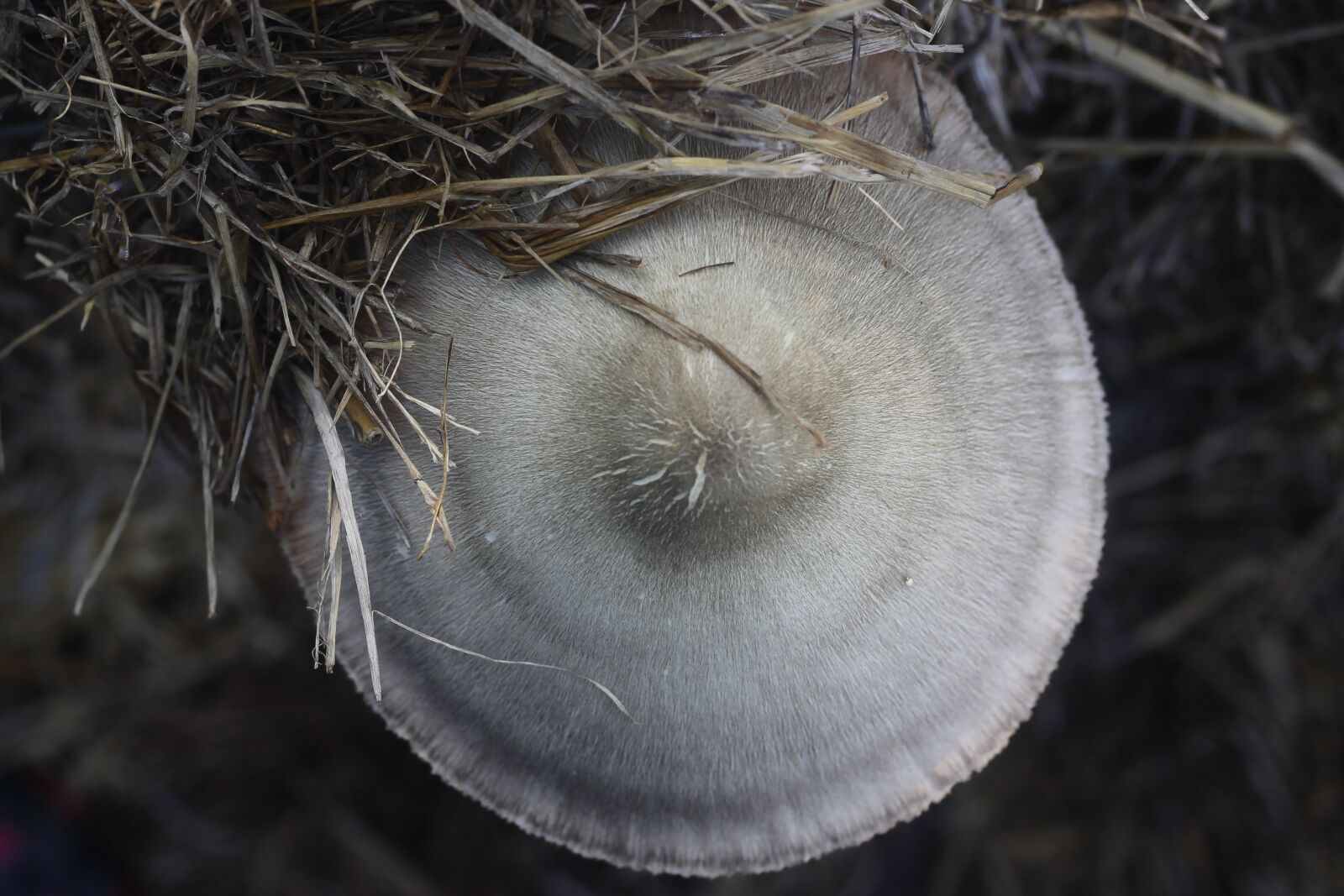 Canon EOS 1100D (EOS Rebel T3 / EOS Kiss X50) sample photo. Straw mushroom, mushroom, nature photography