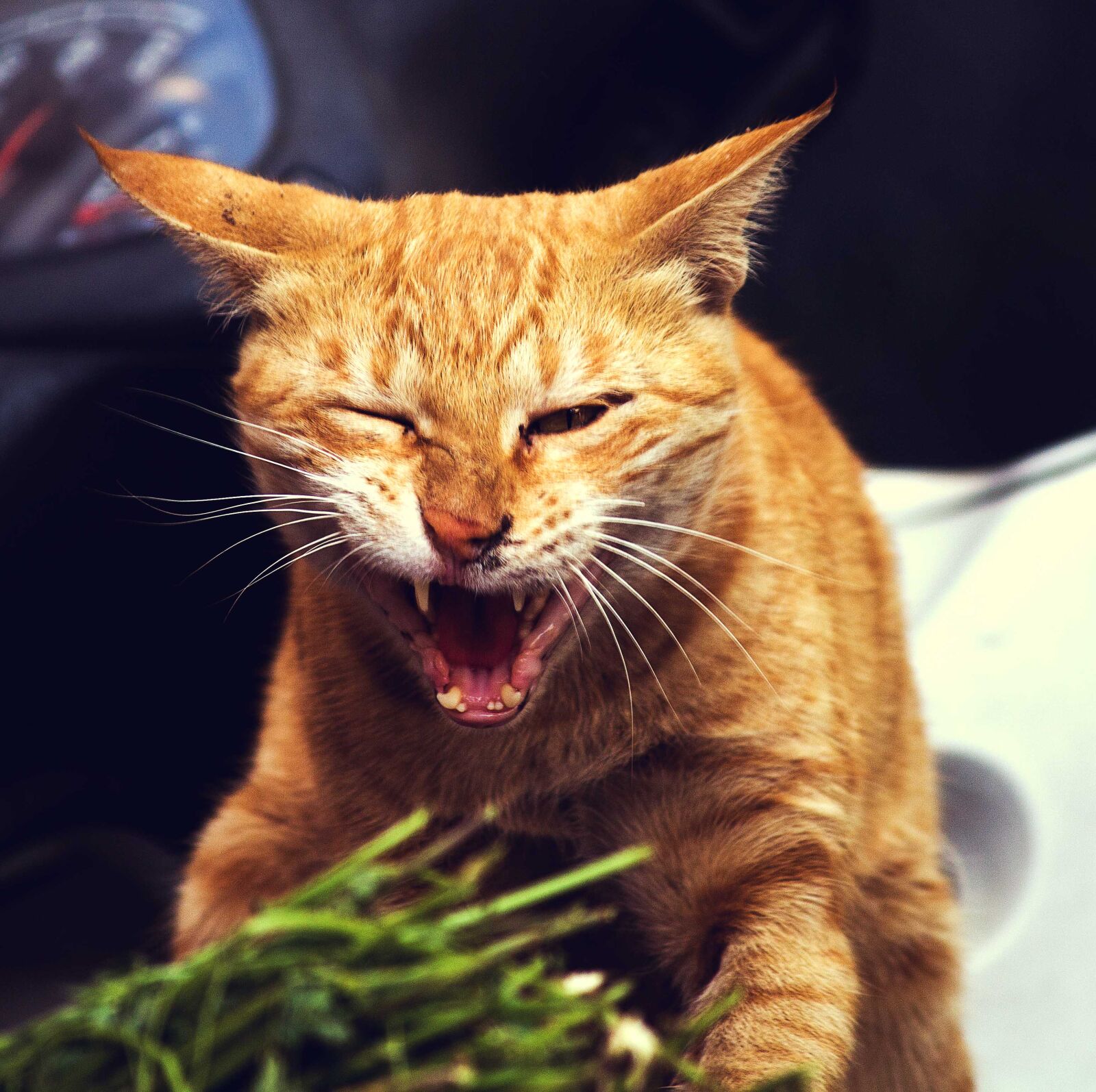 Canon EF-S 55-250mm F4-5.6 IS II sample photo. Cat, cats, kitten, kitty photography