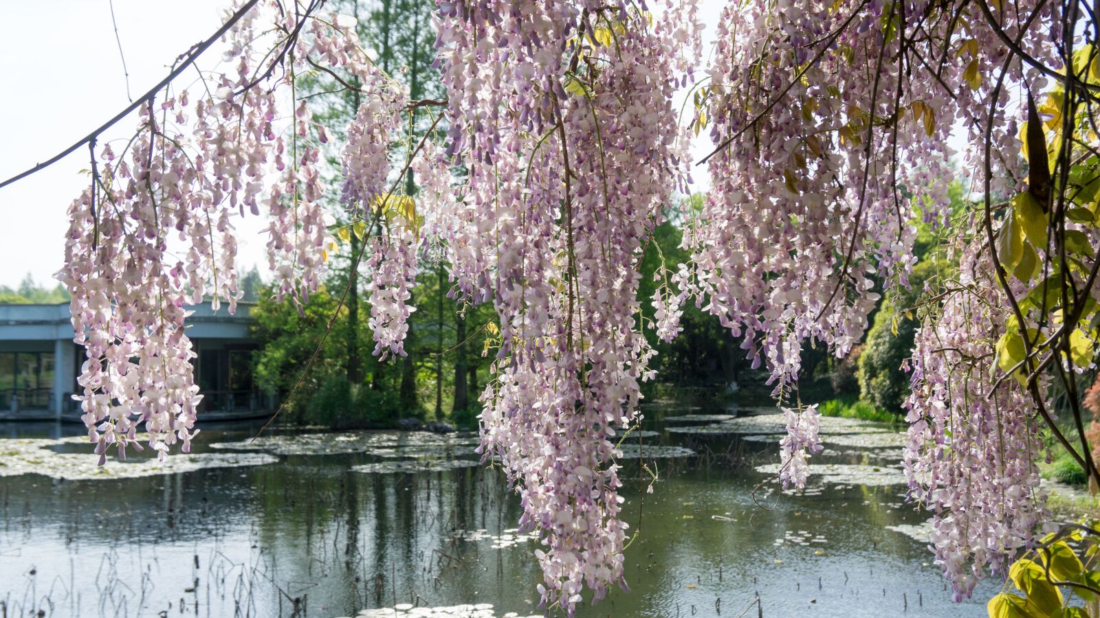 Sony a5100 sample photo. Wisteria rose, tree, flower photography
