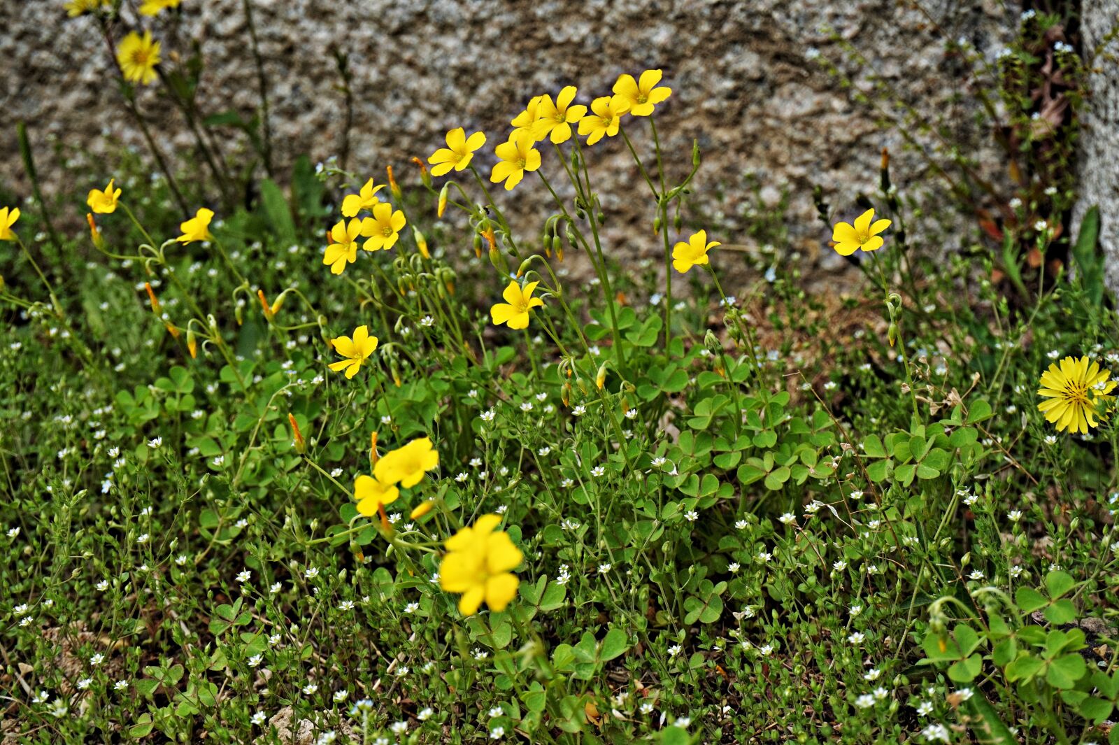Sony Alpha a5000 (ILCE 5000) sample photo. Oxalis corniculata, yellow flower photography