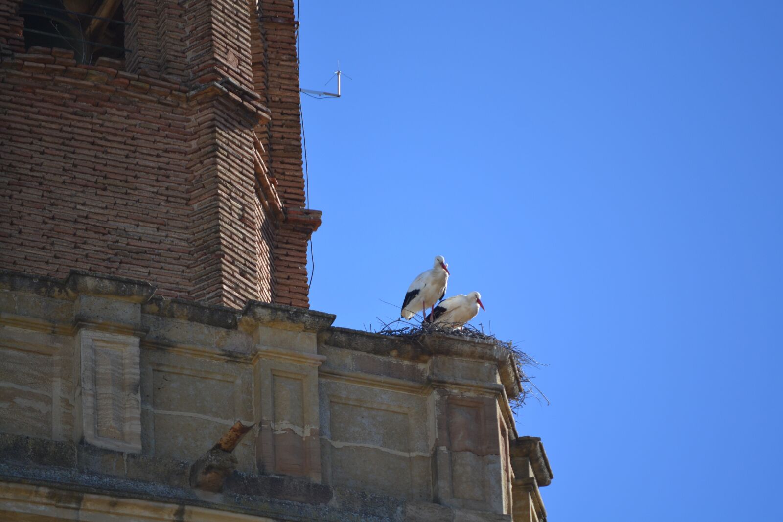 Nikon D3100 sample photo. Stork, animal world, bell photography