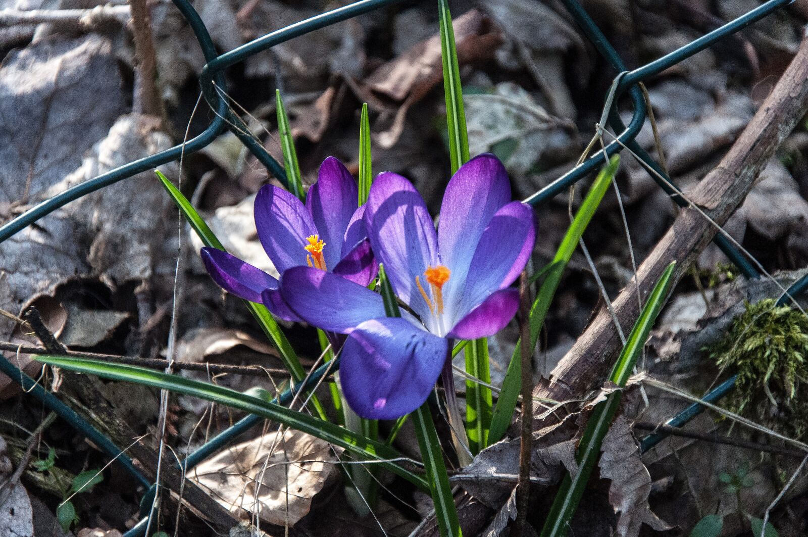 Nikon D5000 sample photo. Nature, flower, plant photography