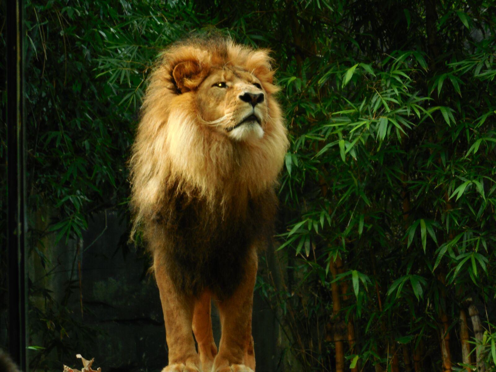 Nikon Coolpix S6500 sample photo. Lion, lion king, animal photography