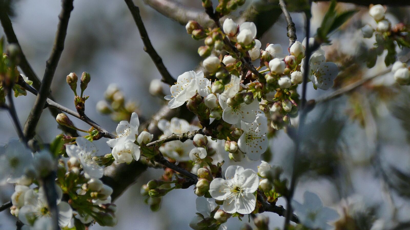 Panasonic Lumix DMC-FZ1000 sample photo. Cherry, flower, flowering photography