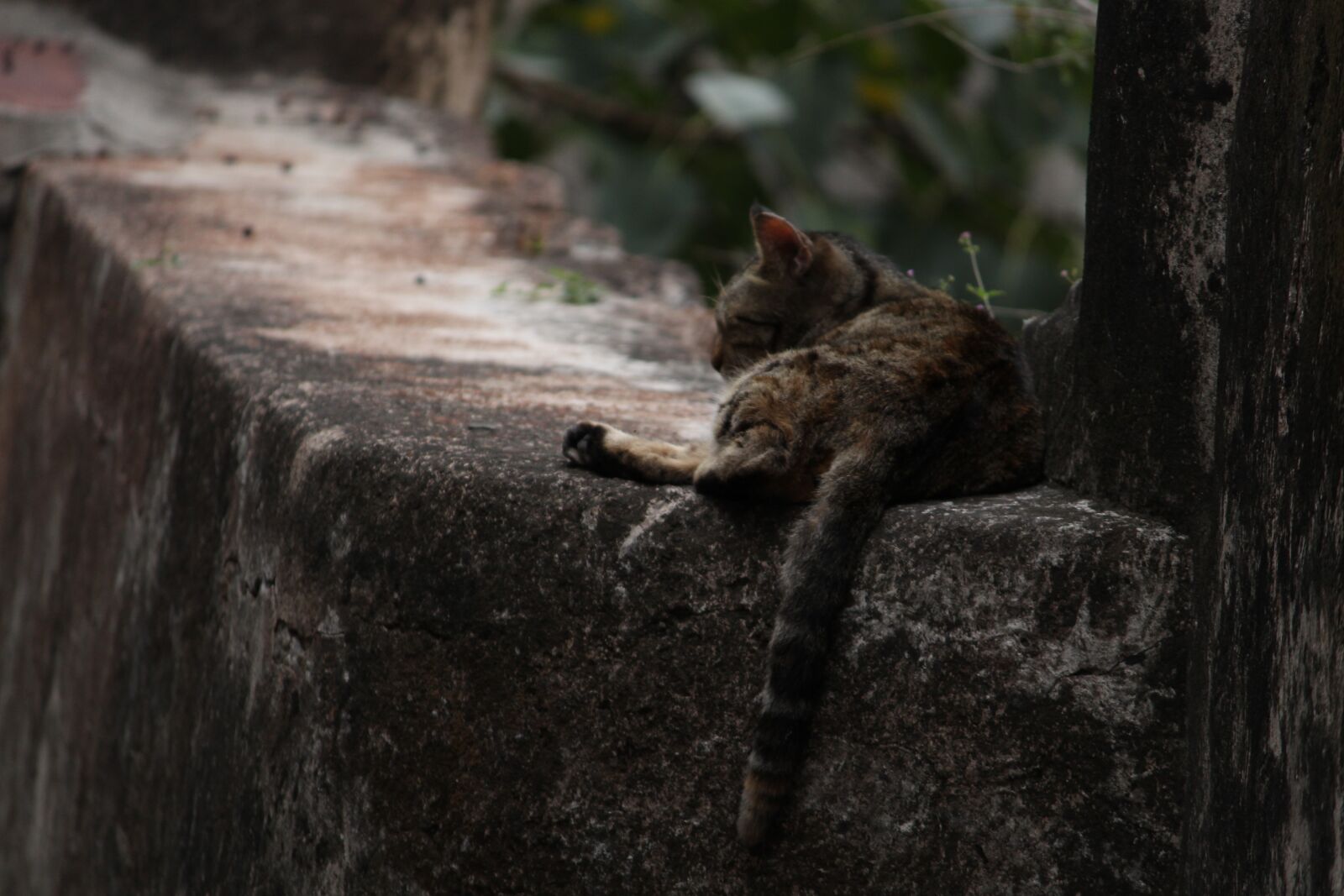 Canon EOS 700D (EOS Rebel T5i / EOS Kiss X7i) sample photo. Cat, architecture, animal photography