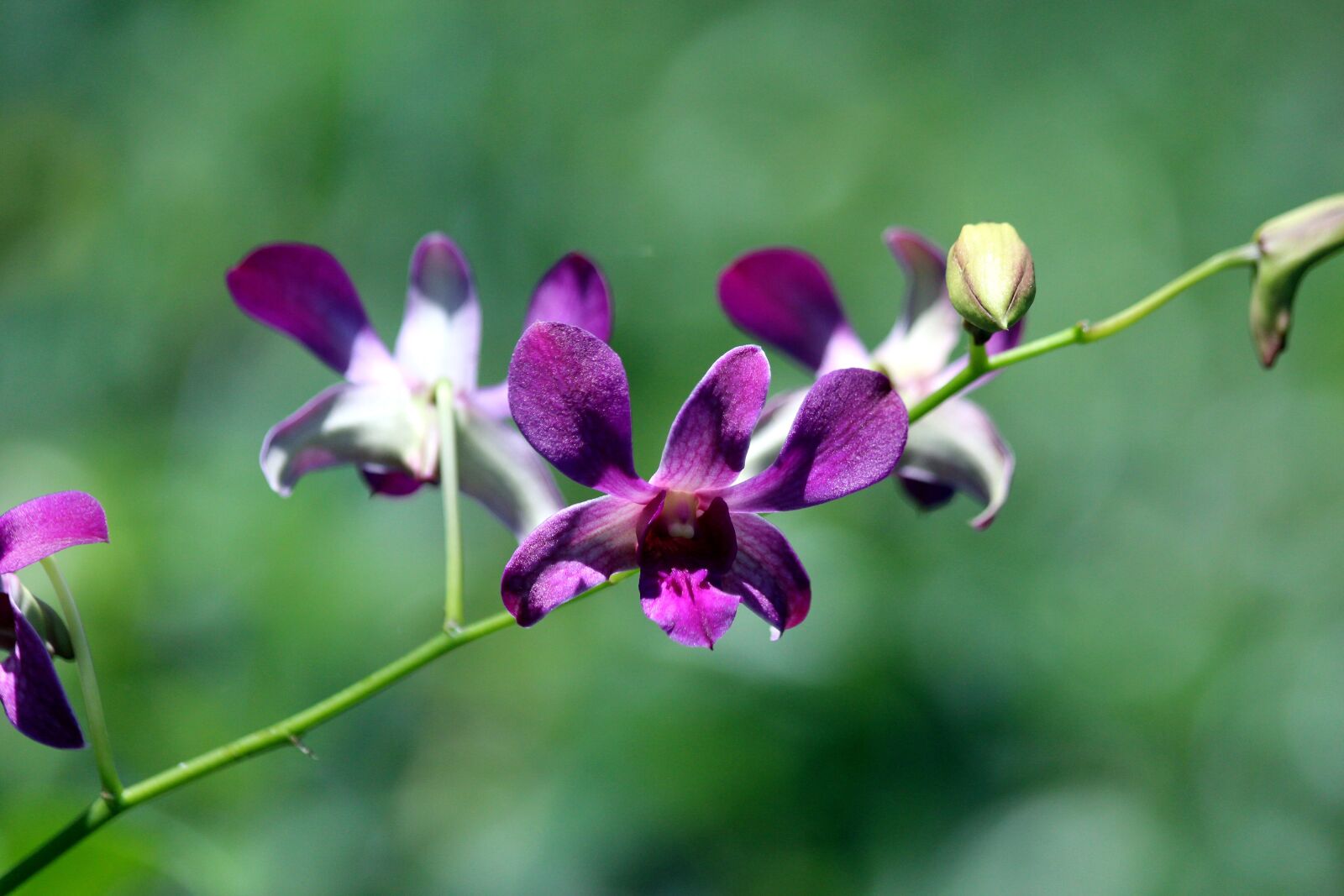 Canon EOS 650D (EOS Rebel T4i / EOS Kiss X6i) sample photo. Orchid, flowers, bloom photography