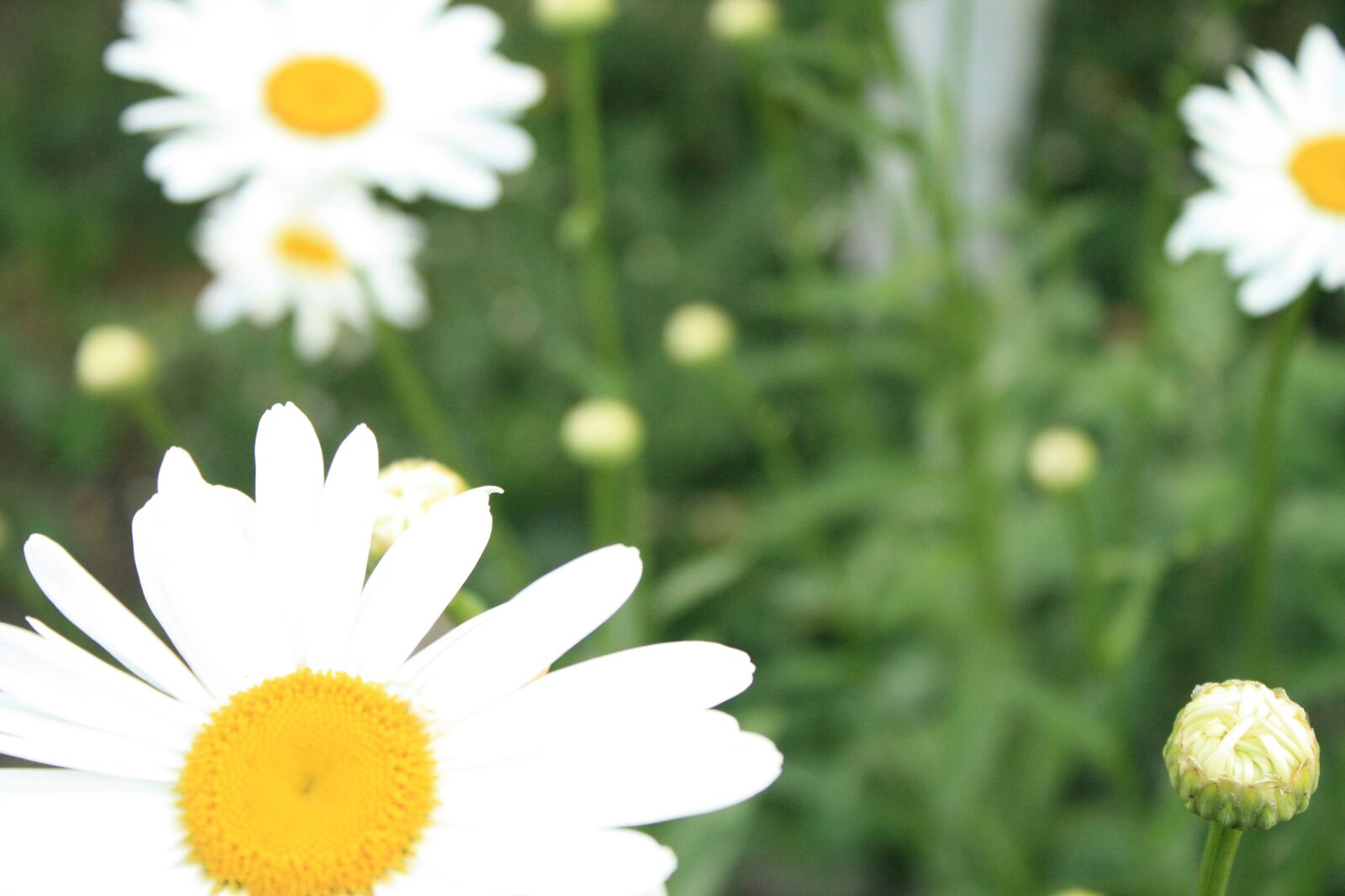 Canon EOS 1000D (EOS Digital Rebel XS / EOS Kiss F) sample photo. Daisy, flowers, garden photography