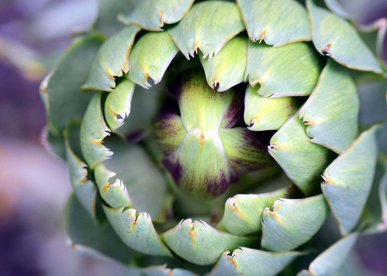 Nikon D3300 sample photo. Artichoke, artichoke plant, plant photography