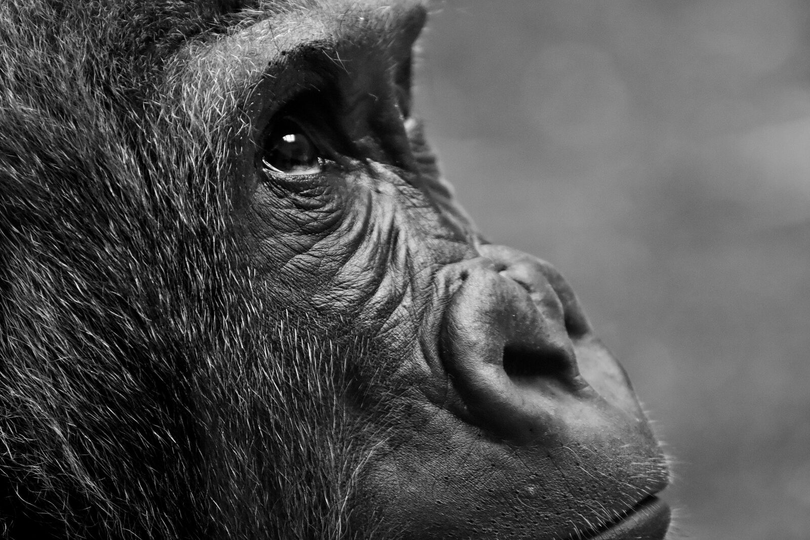 Nikon D7200 sample photo. Gorilla, monkey, animal photography