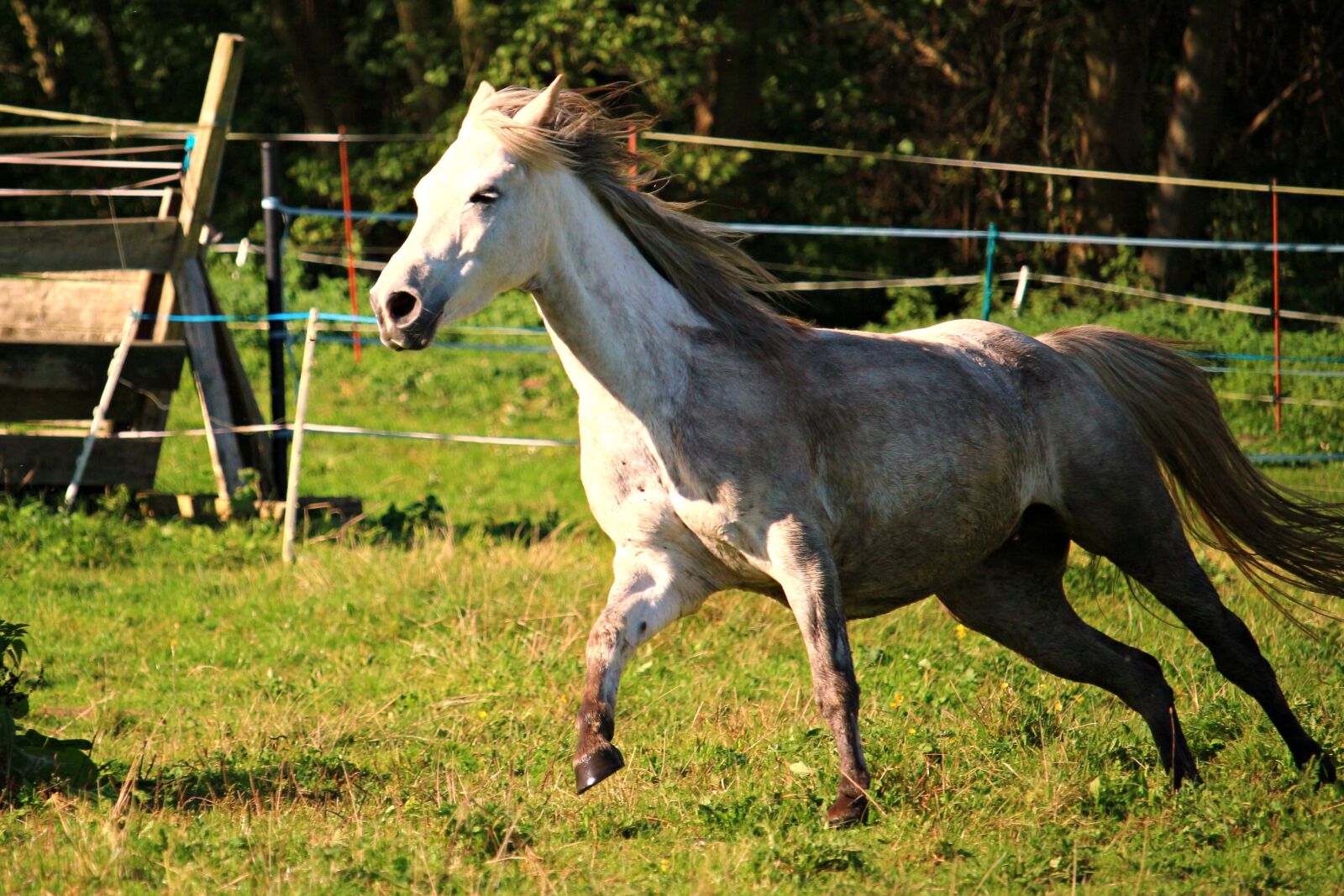 Canon EOS 100D (EOS Rebel SL1 / EOS Kiss X7) sample photo. Horse, arabs, gallop photography