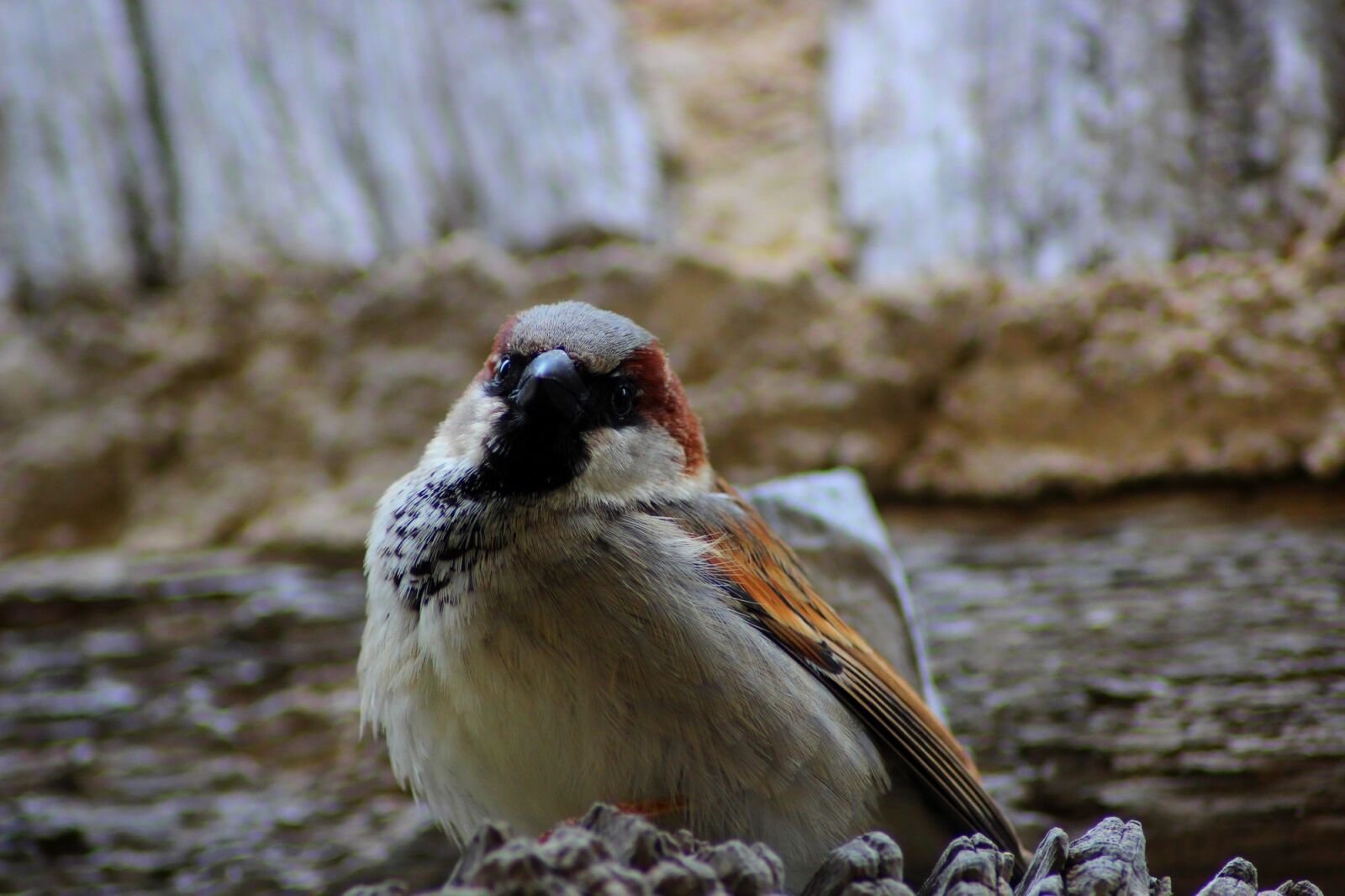 Canon EOS 600D (Rebel EOS T3i / EOS Kiss X5) sample photo. Sparrow, animal, feathers photography