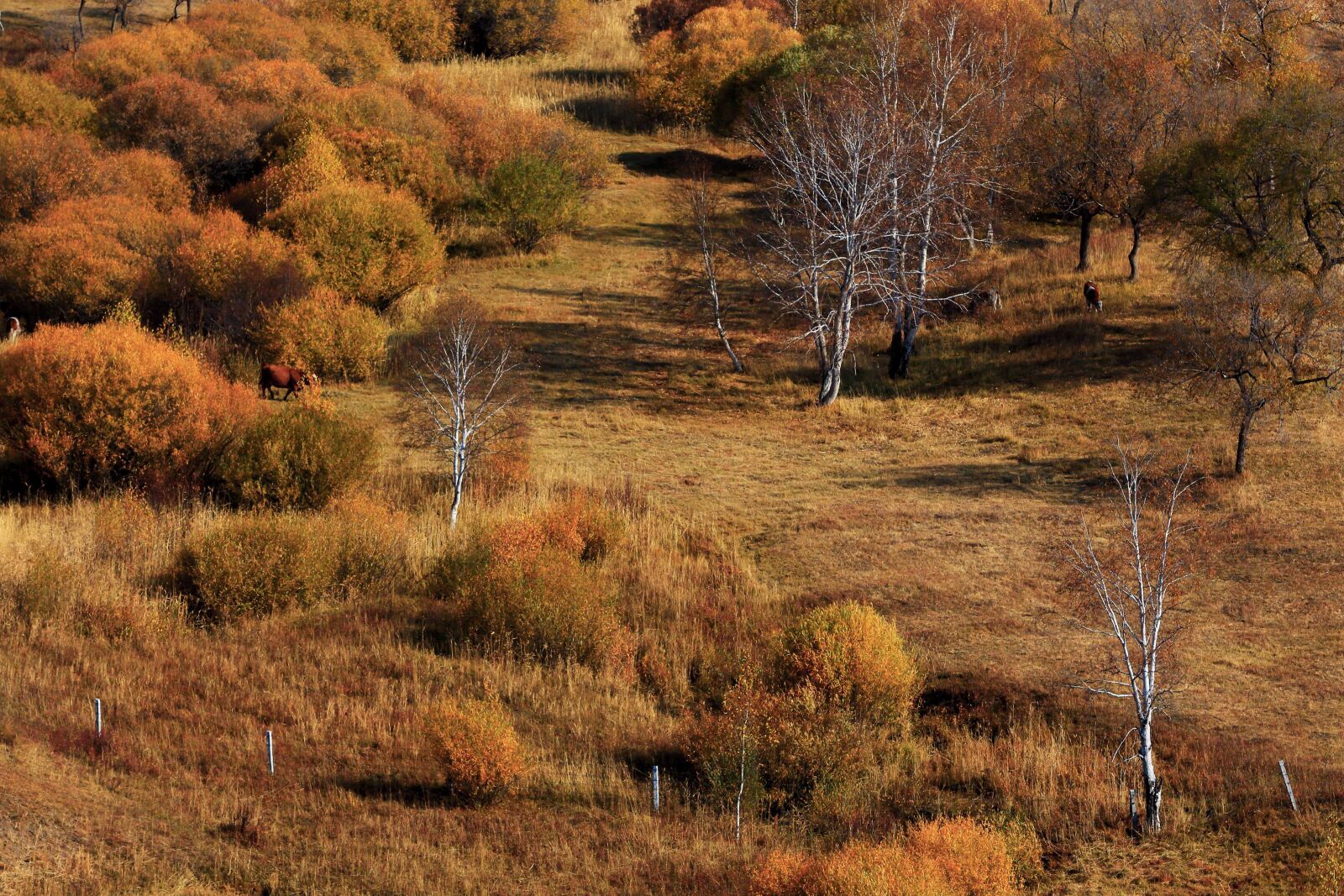 Canon EF 70-200mm F2.8L IS USM sample photo. Autumn, the scenery, golden photography