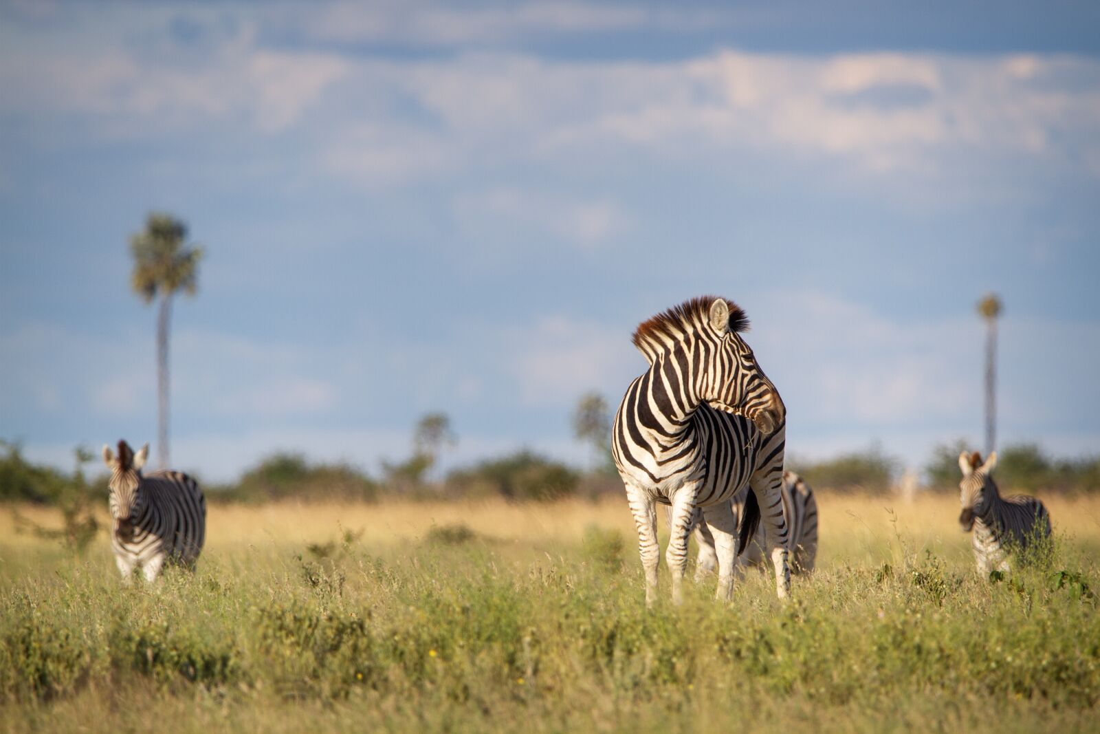 150-600mm F5-6.3 DG OS HSM | Contemporary 015 sample photo. Zebra, africa, field photography