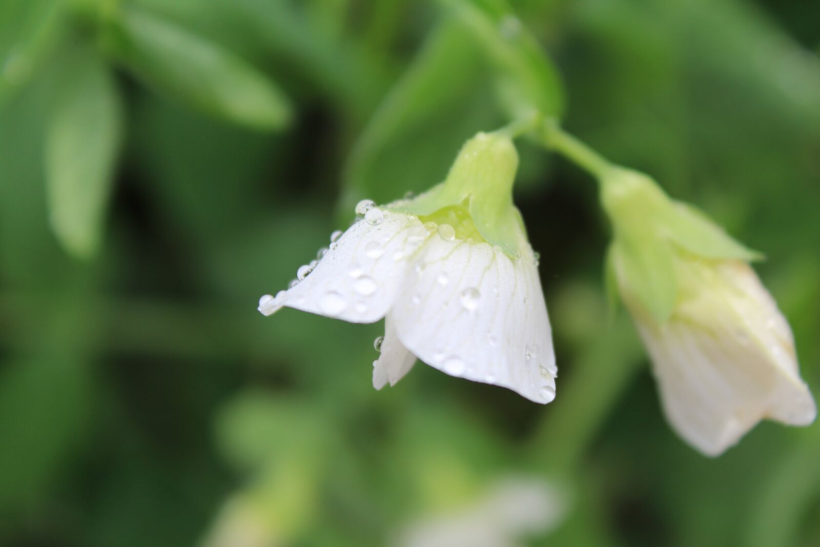 Canon EOS 1200D (EOS Rebel T5 / EOS Kiss X70 / EOS Hi) sample photo. Droplets, water, leaf photography