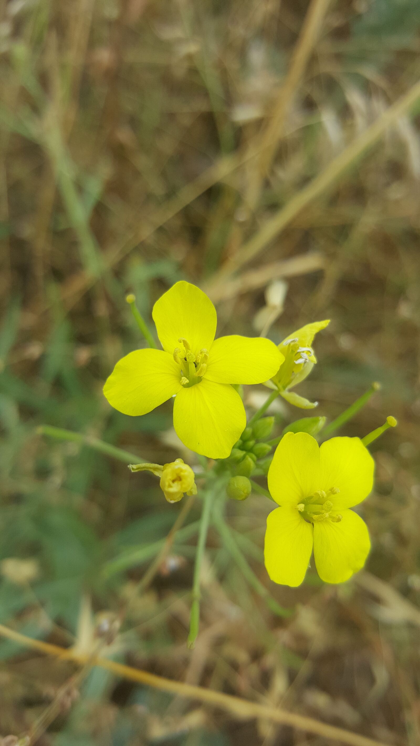 Samsung Galaxy Note5 sample photo. Brassica juncea, mustard flower photography