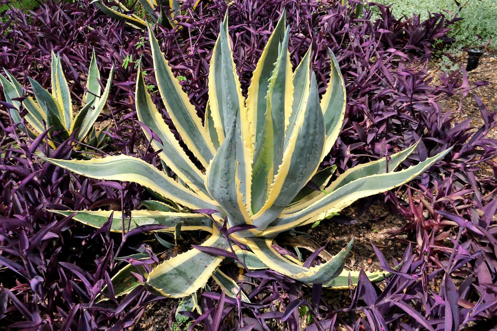 Nikon D3100 sample photo. Cactus plants, botanical garden photography