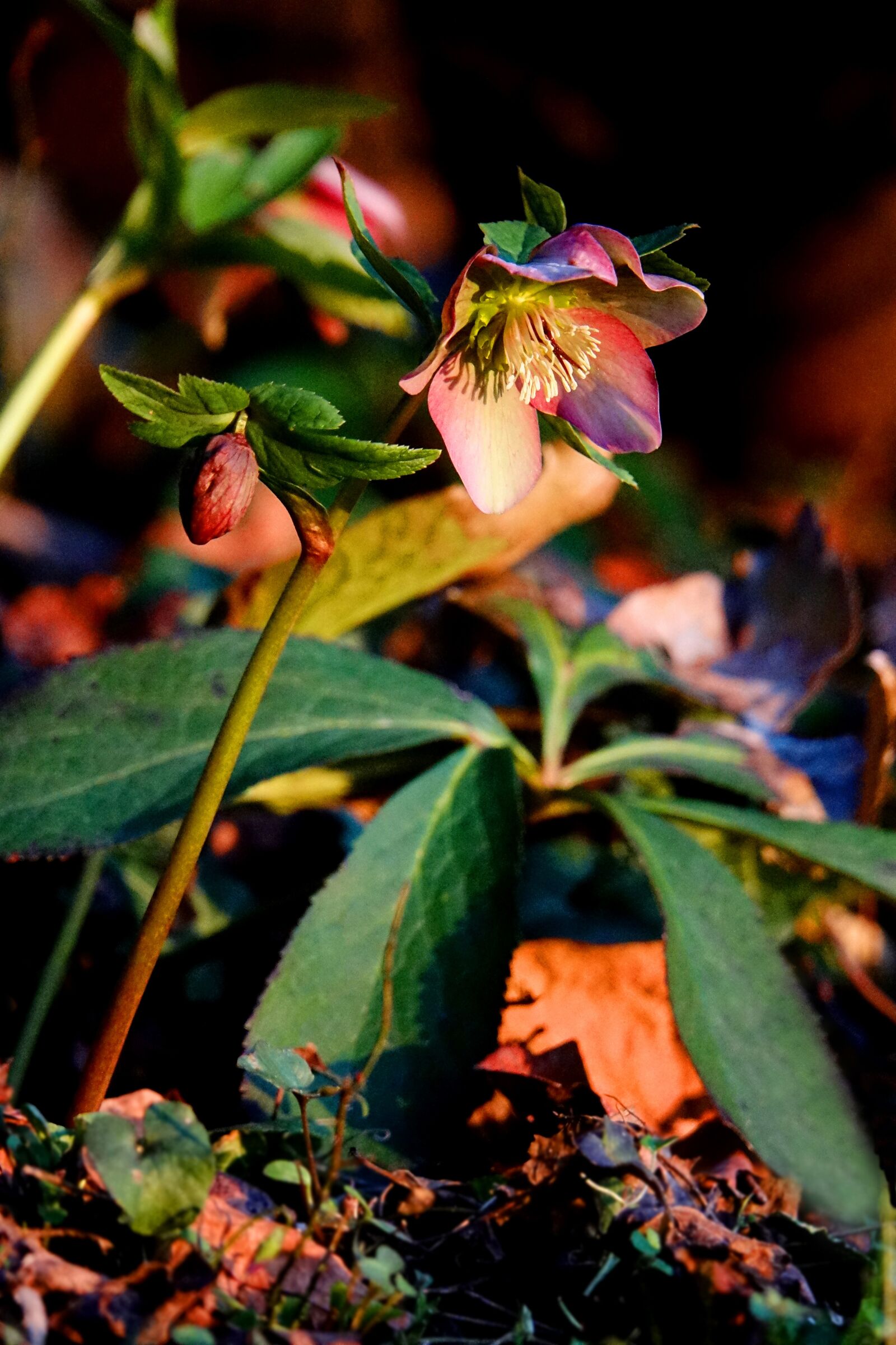 Sony Cyber-shot DSC-RX10 III sample photo. Hellebore, anemone blanda, plant photography